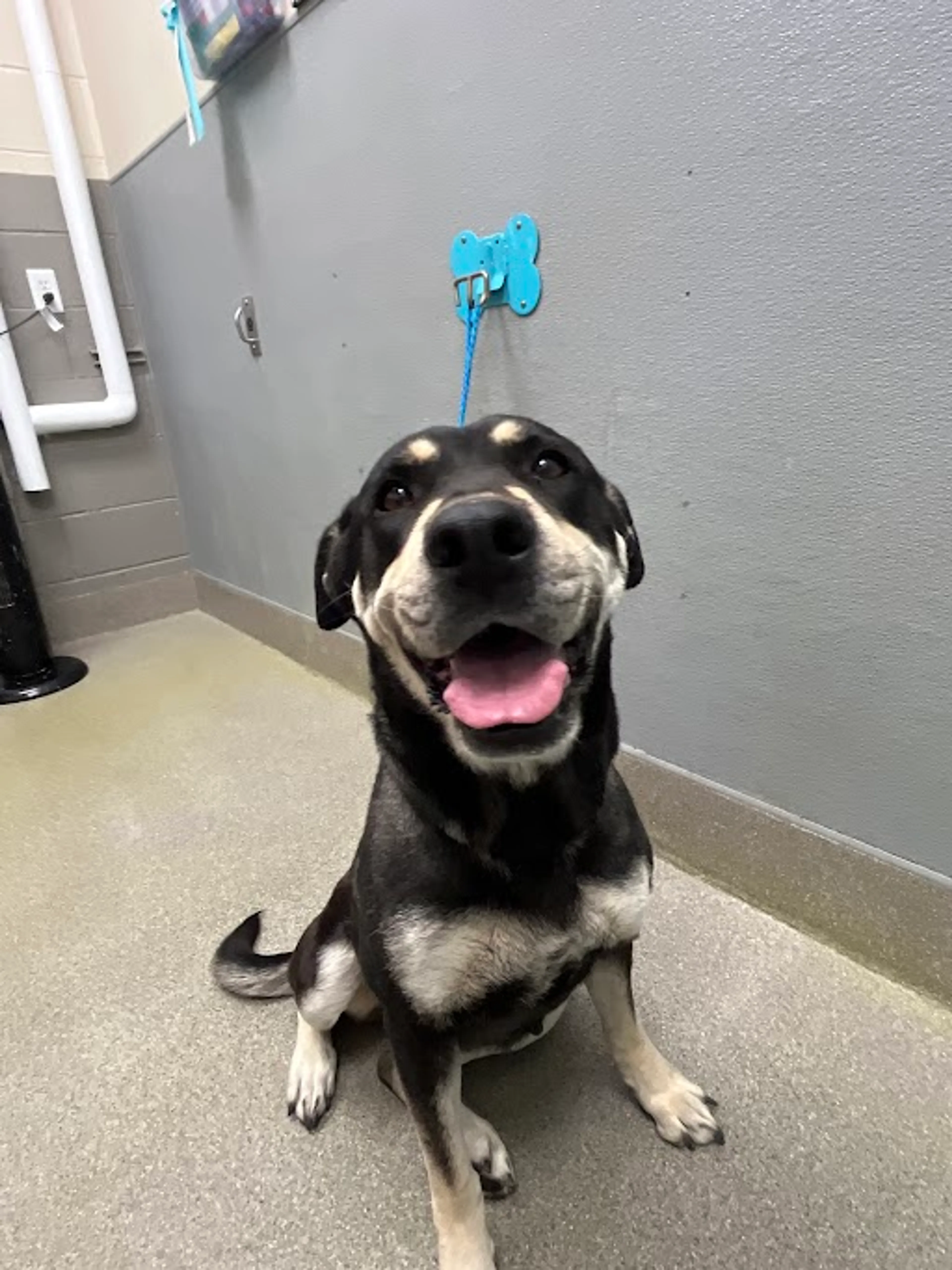 Found pet