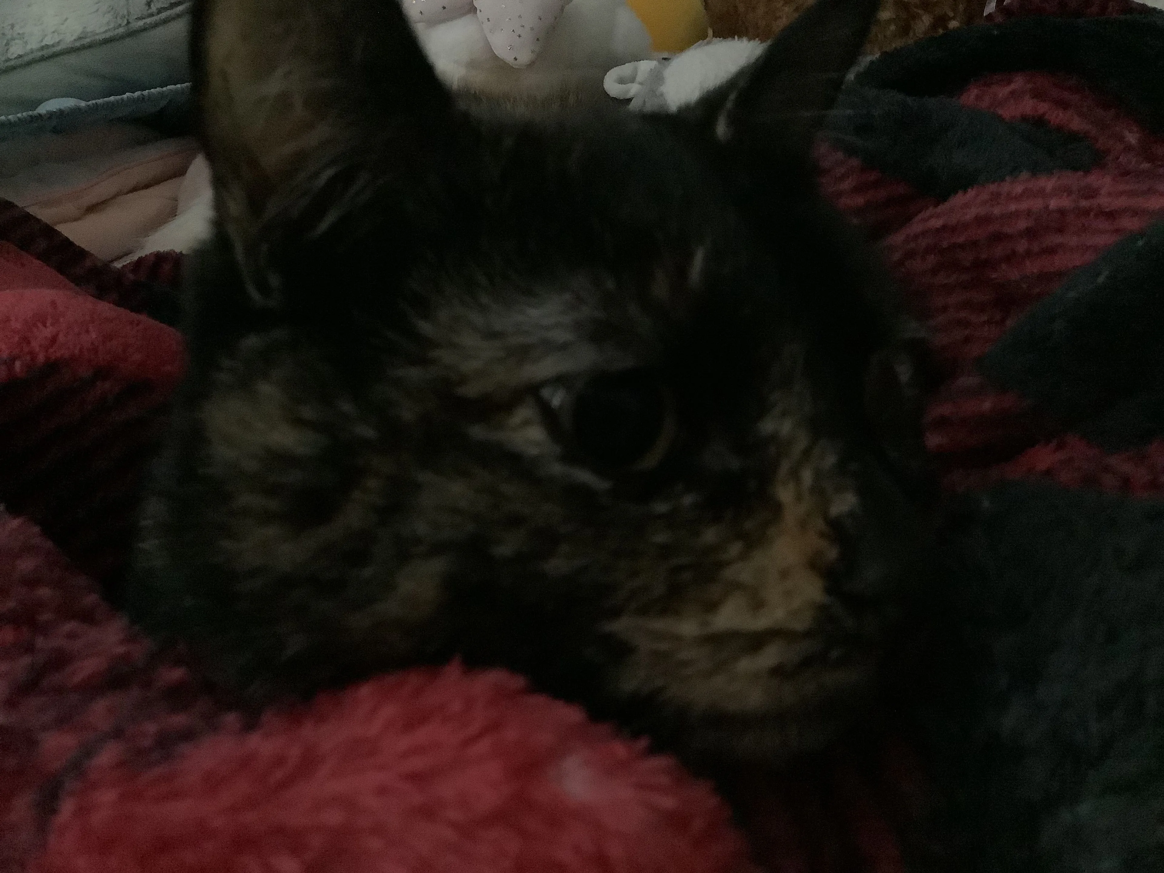 Lost pet