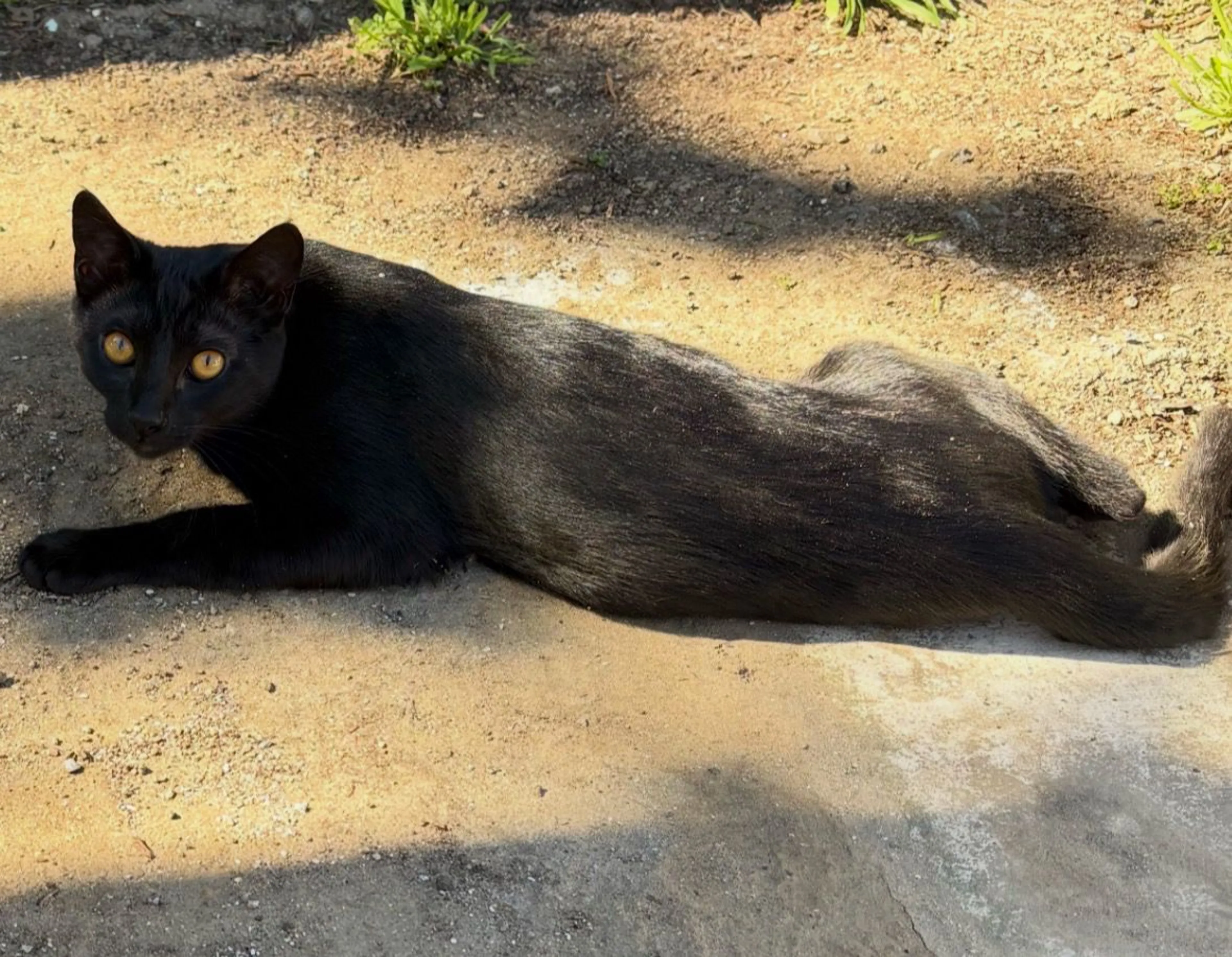 Lost pet-0