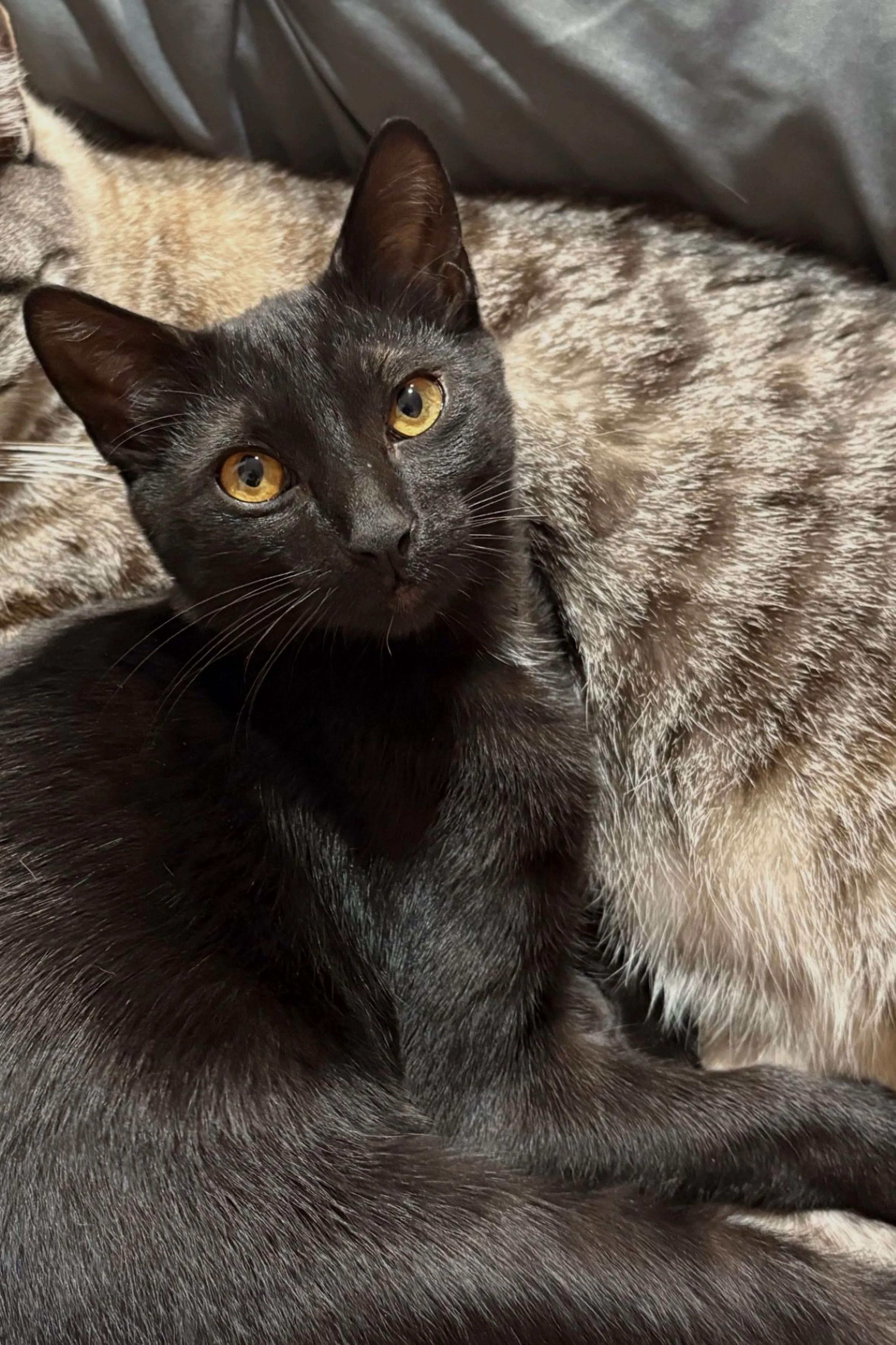 Lost pet-1