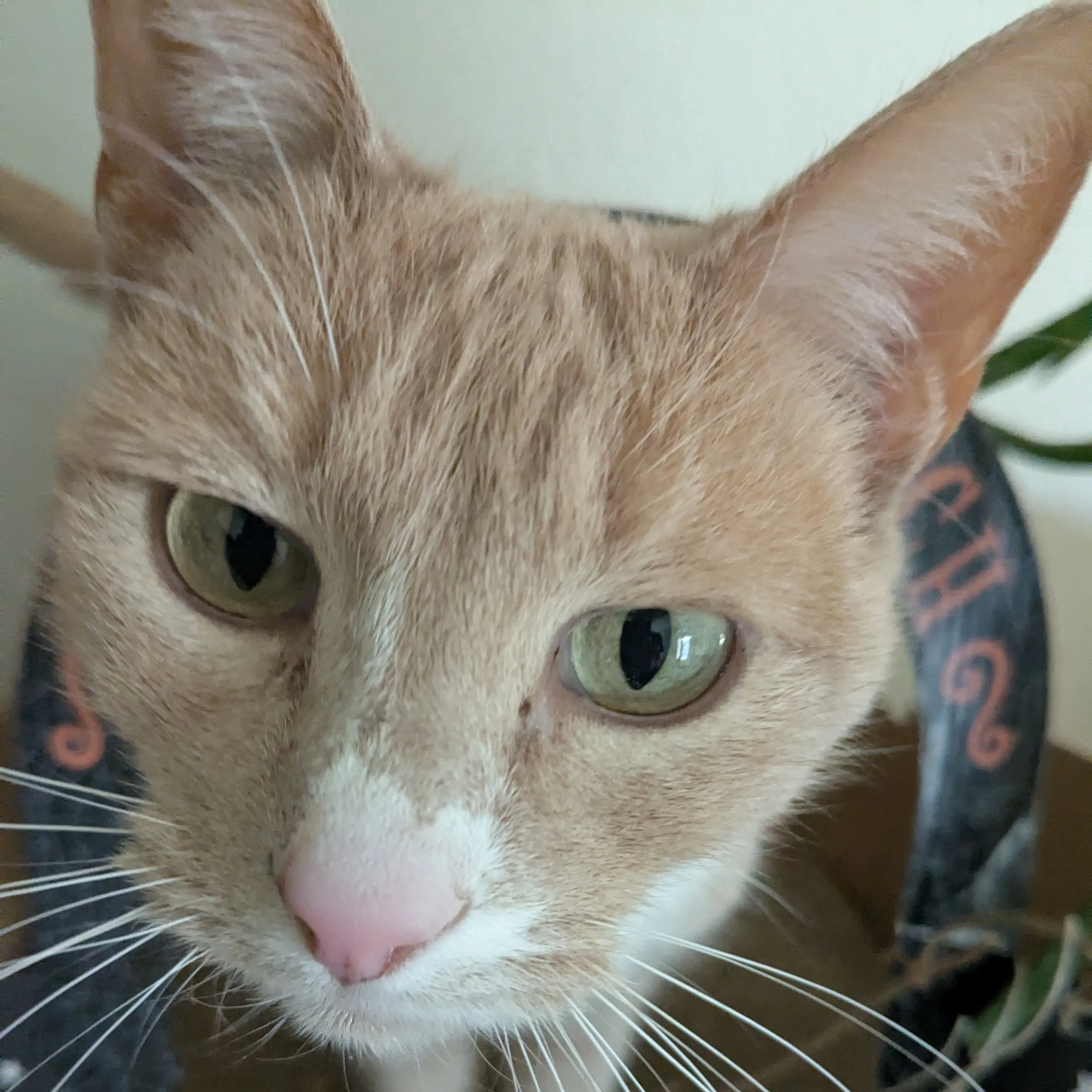 Lost pet-2