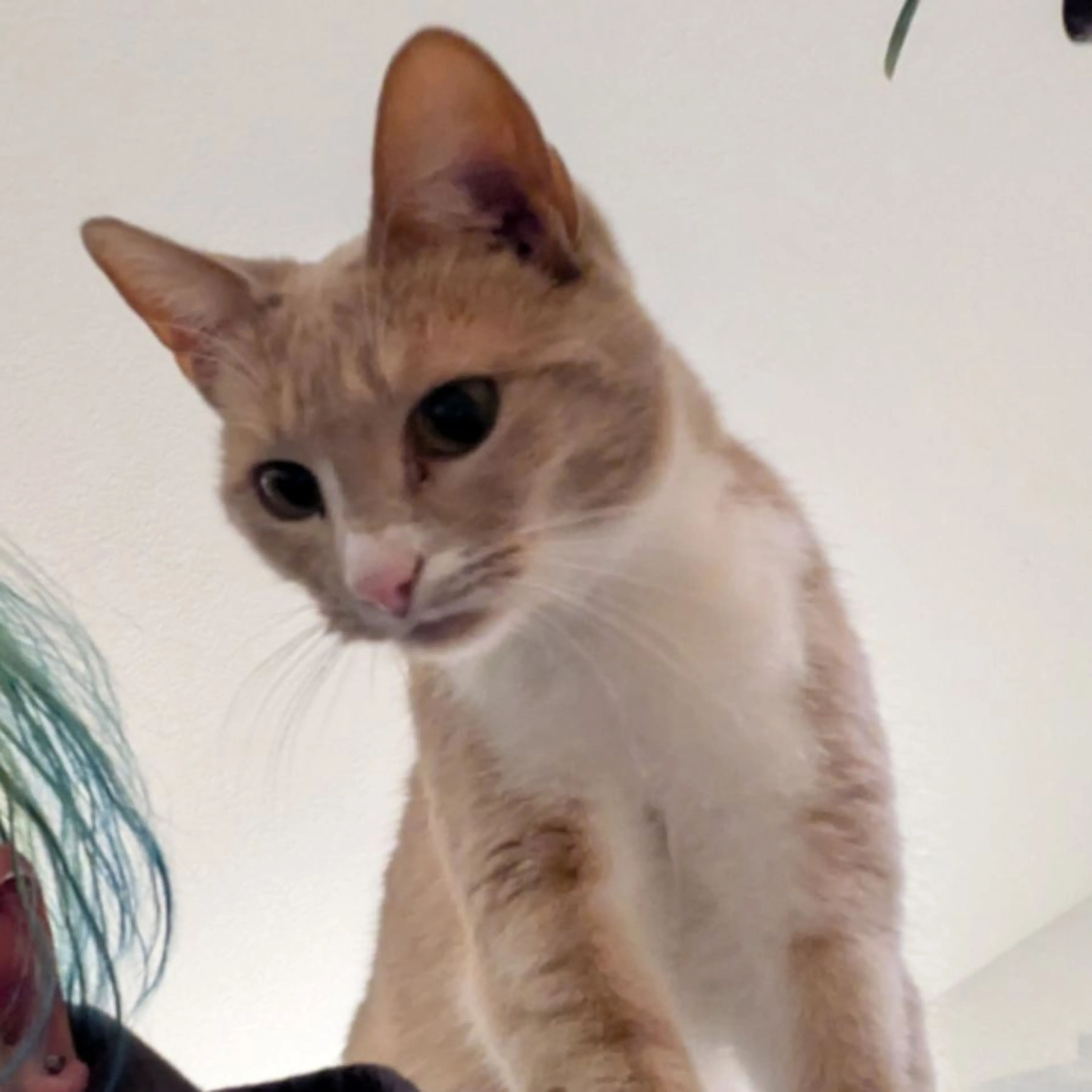 Lost pet-0
