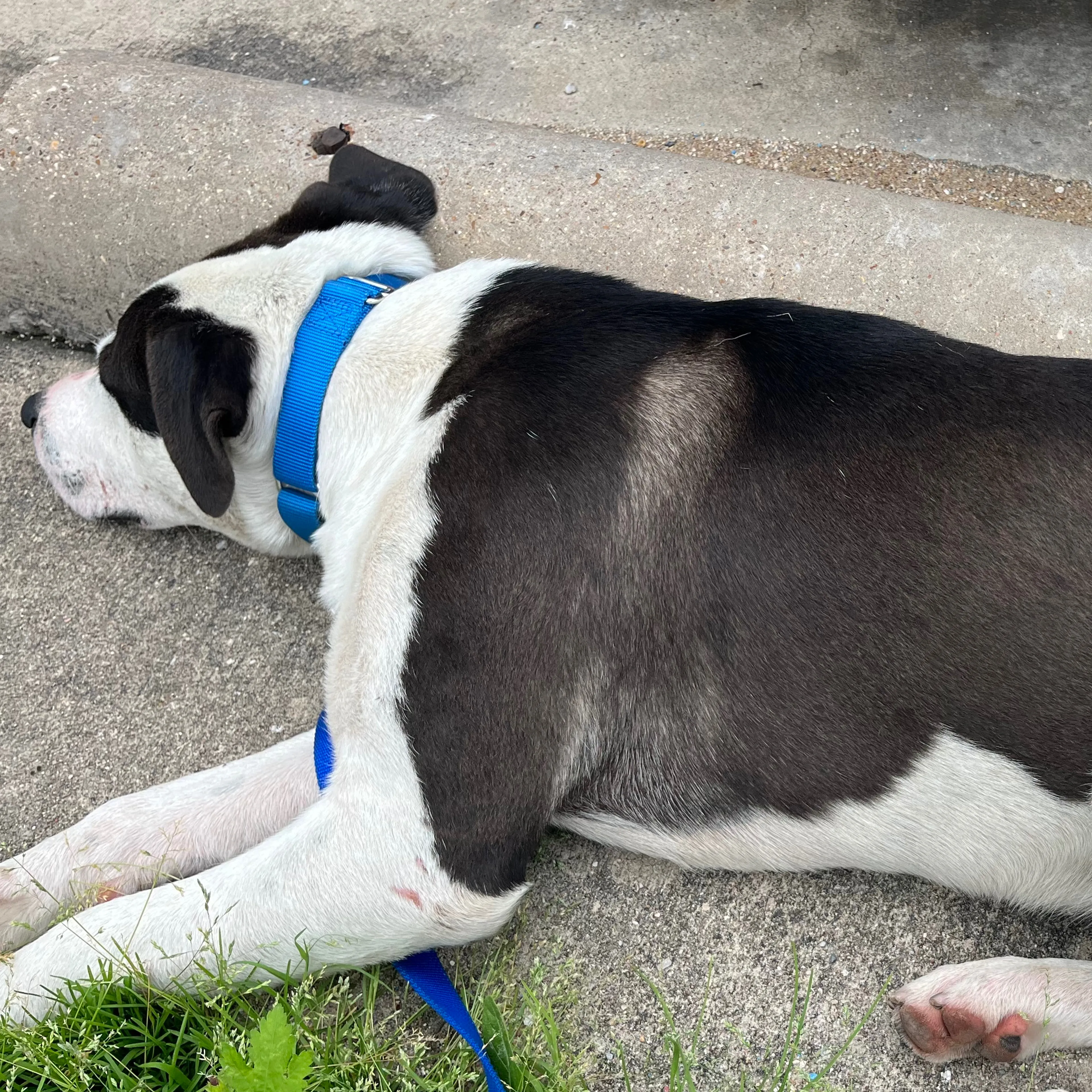 Found pet-1