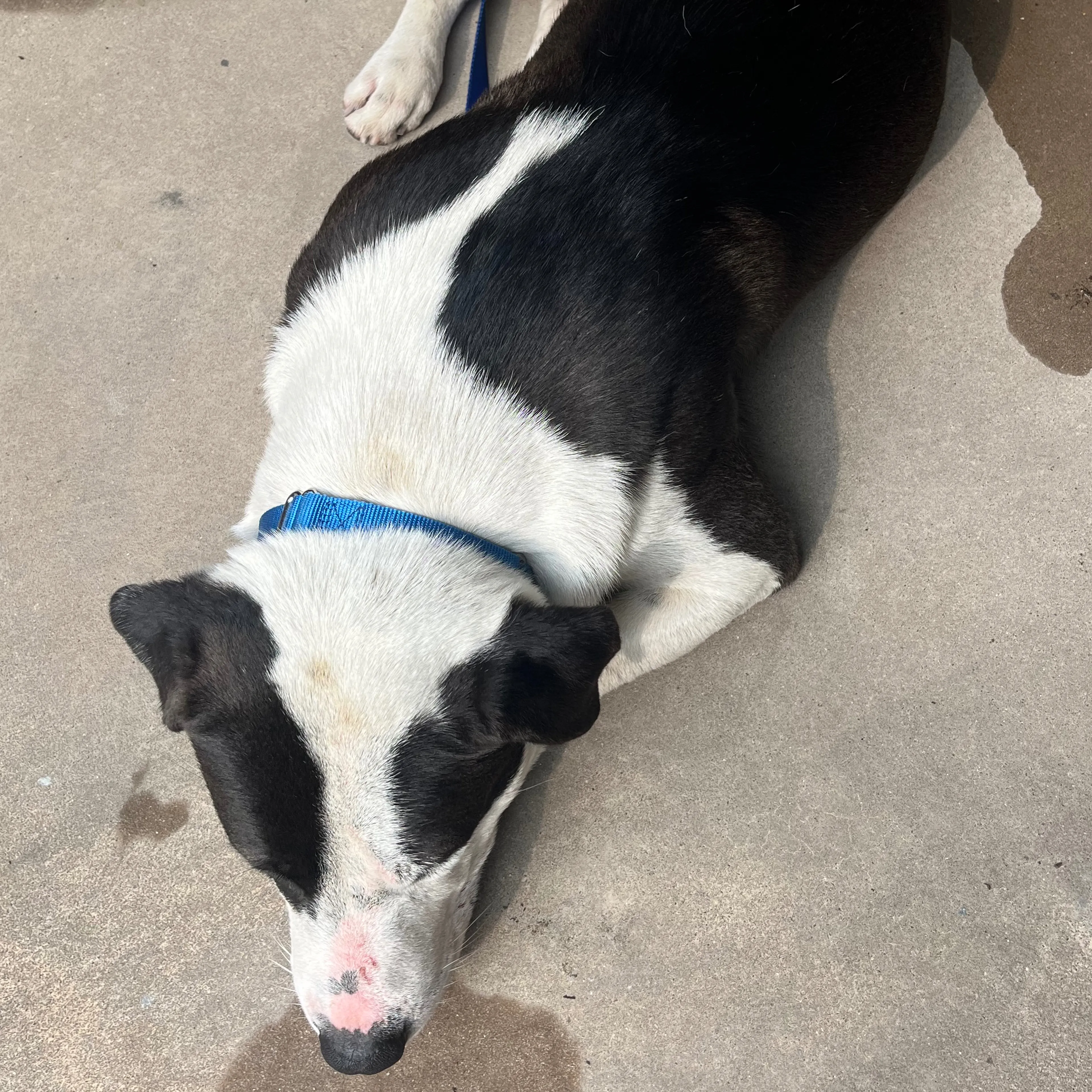 Found pet-3