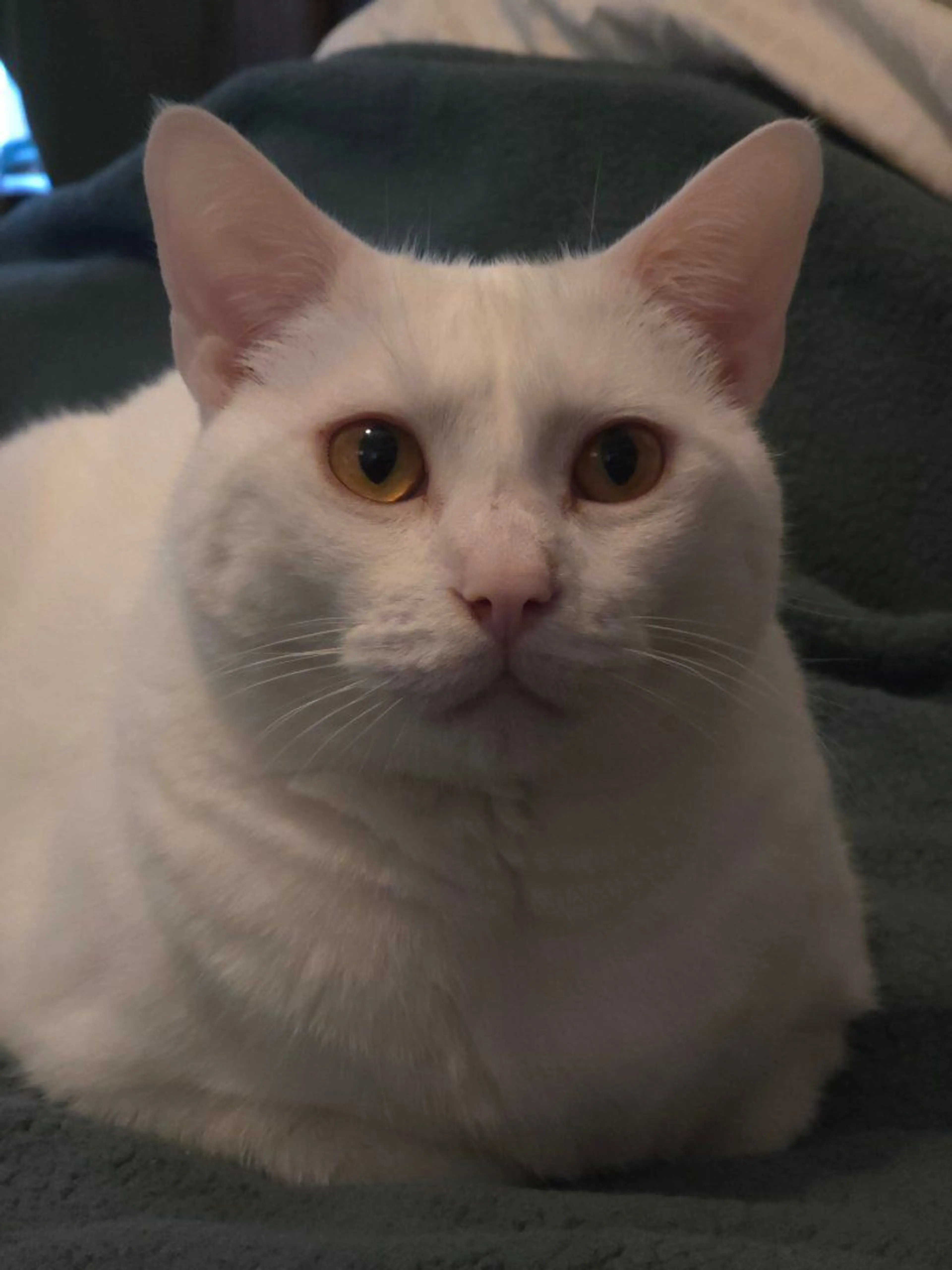 Lost pet