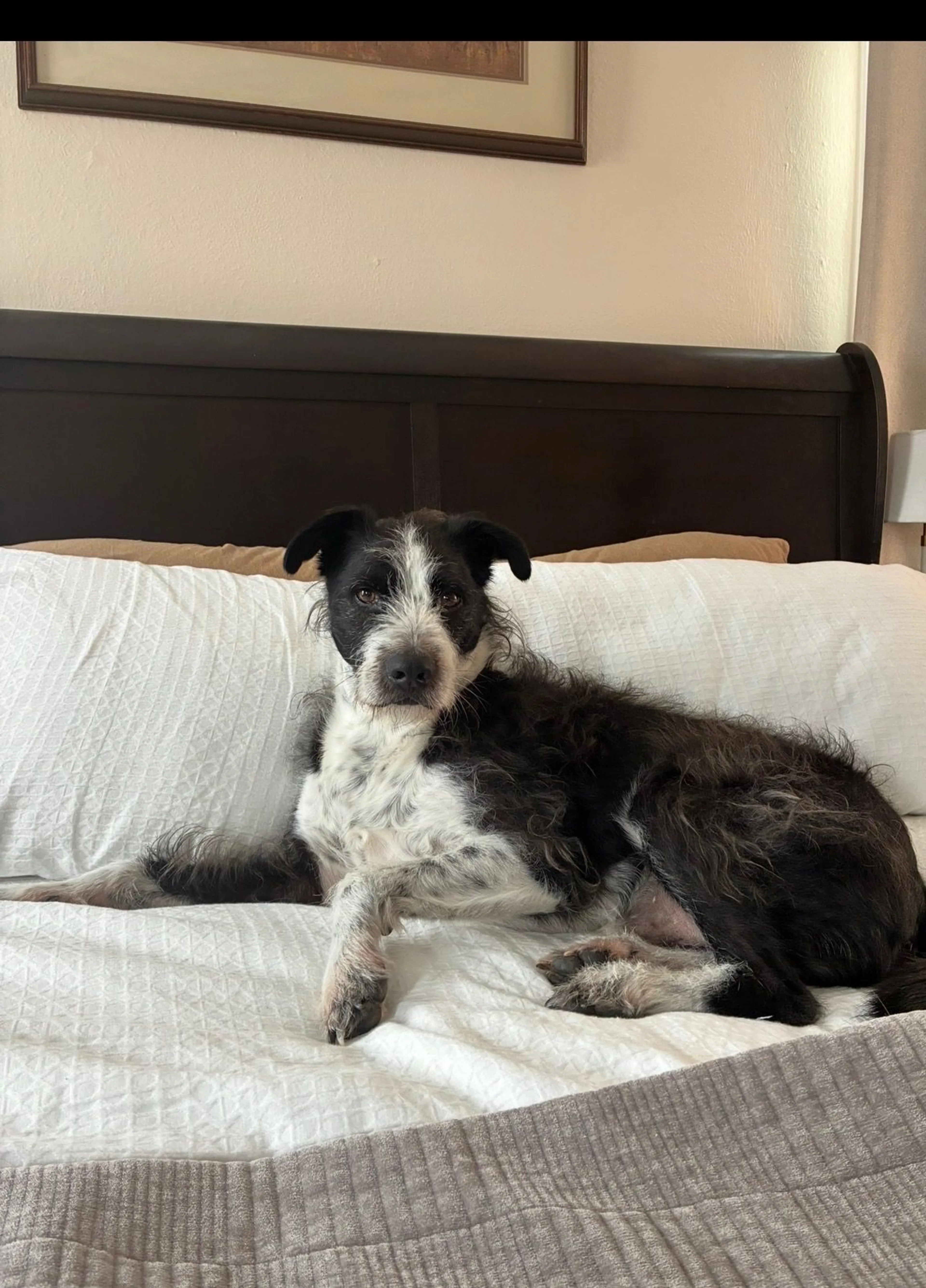 Lost pet-1