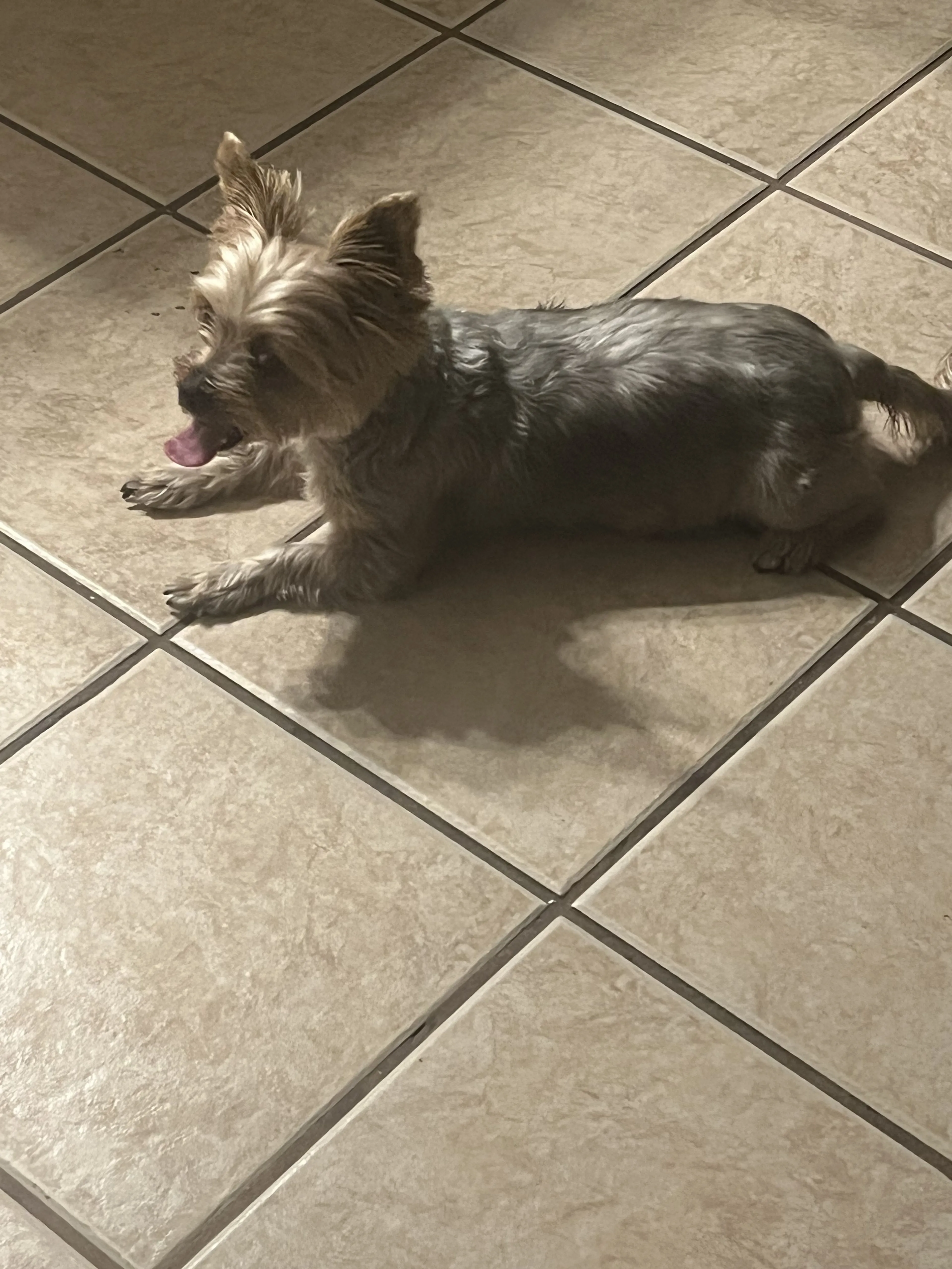 Lost pet-0