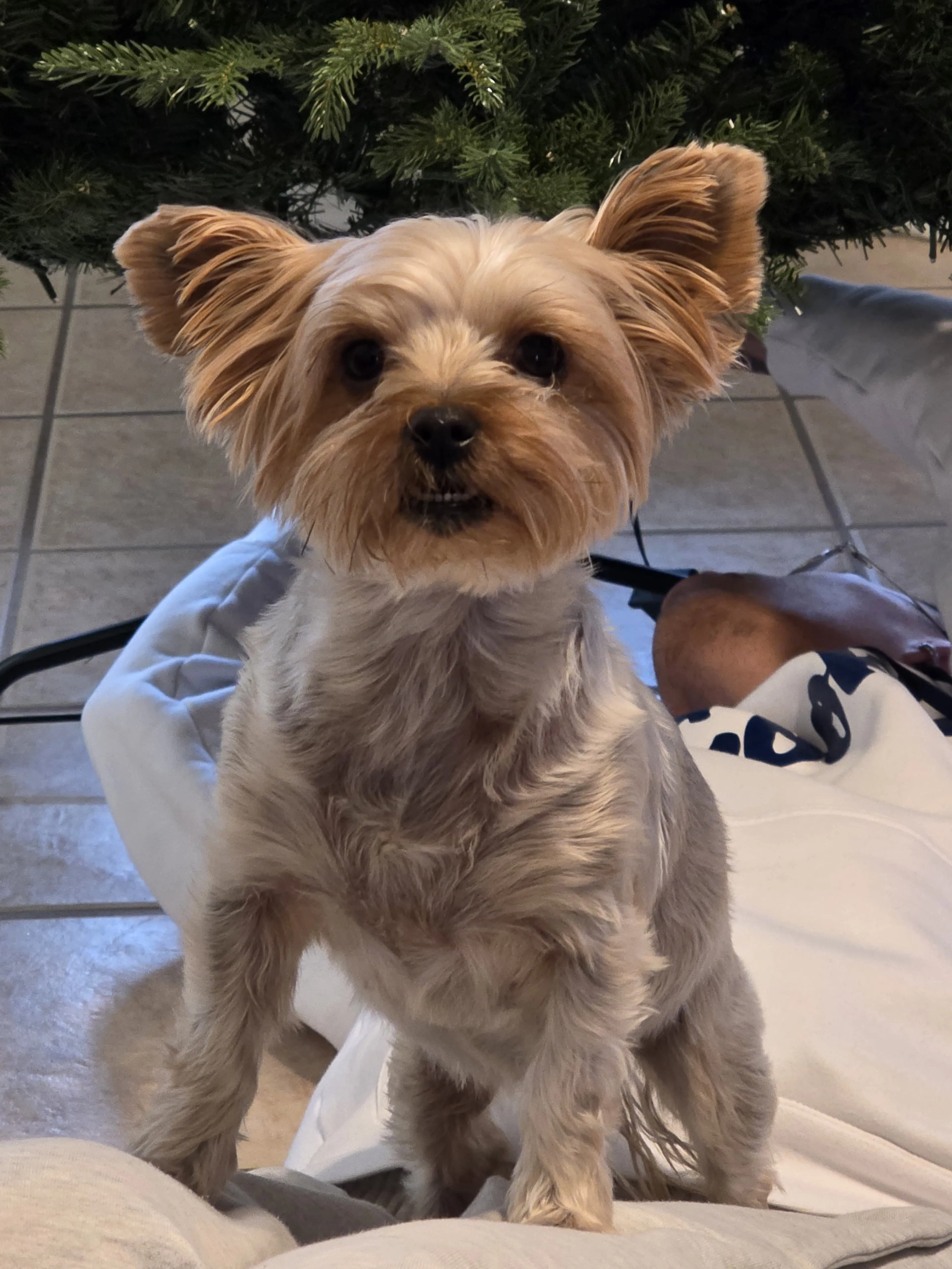 Lost pet-1
