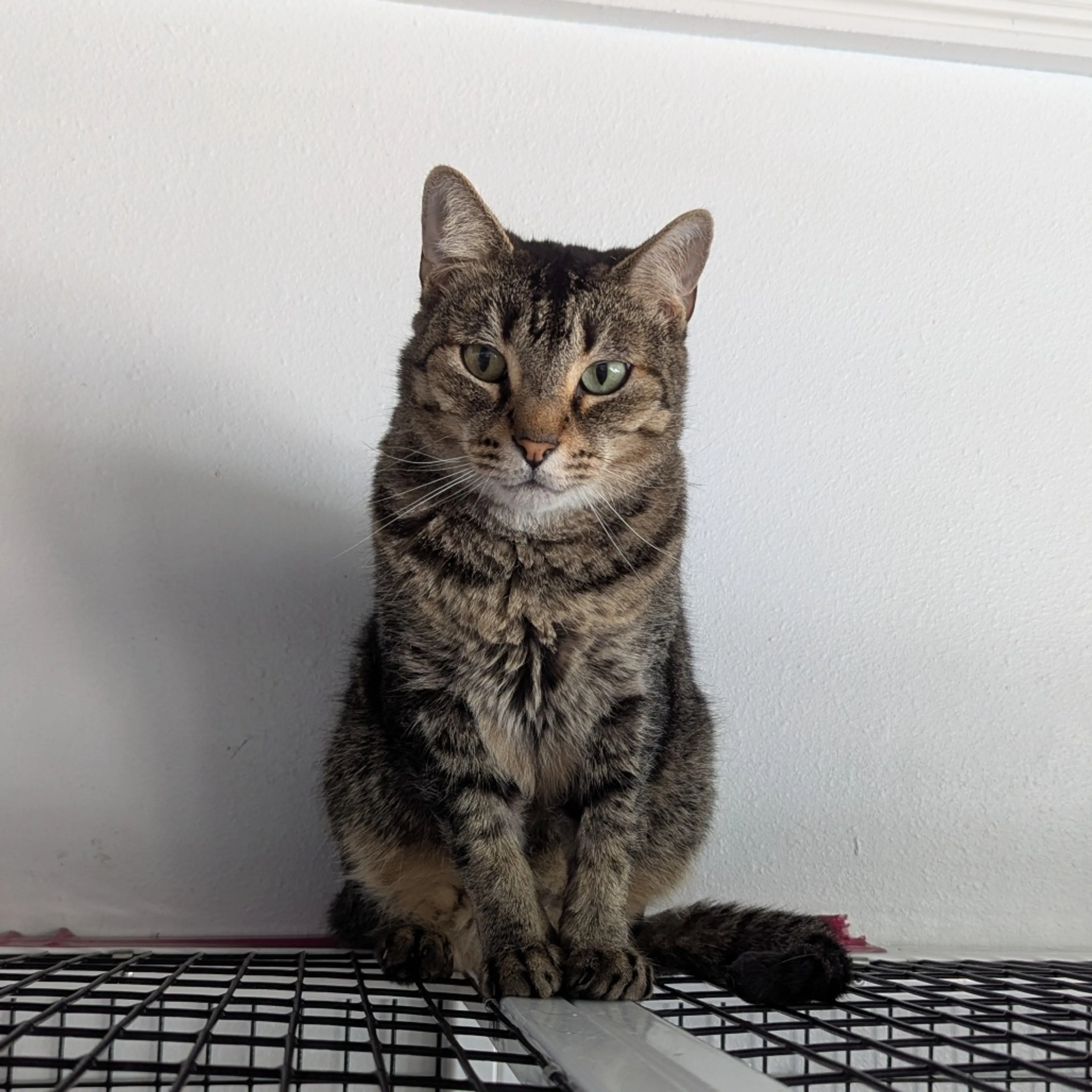 Found pet-0