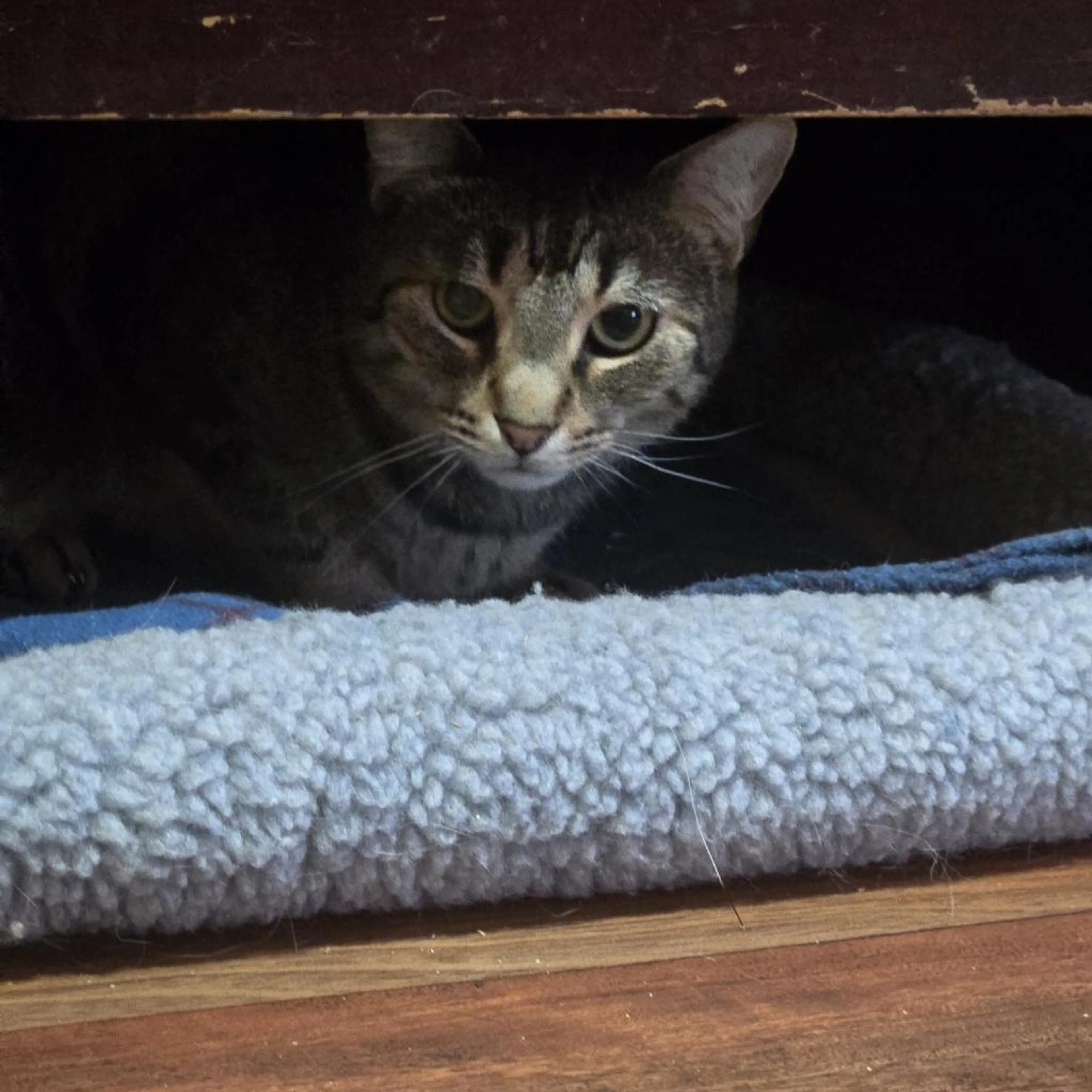 Found pet-1