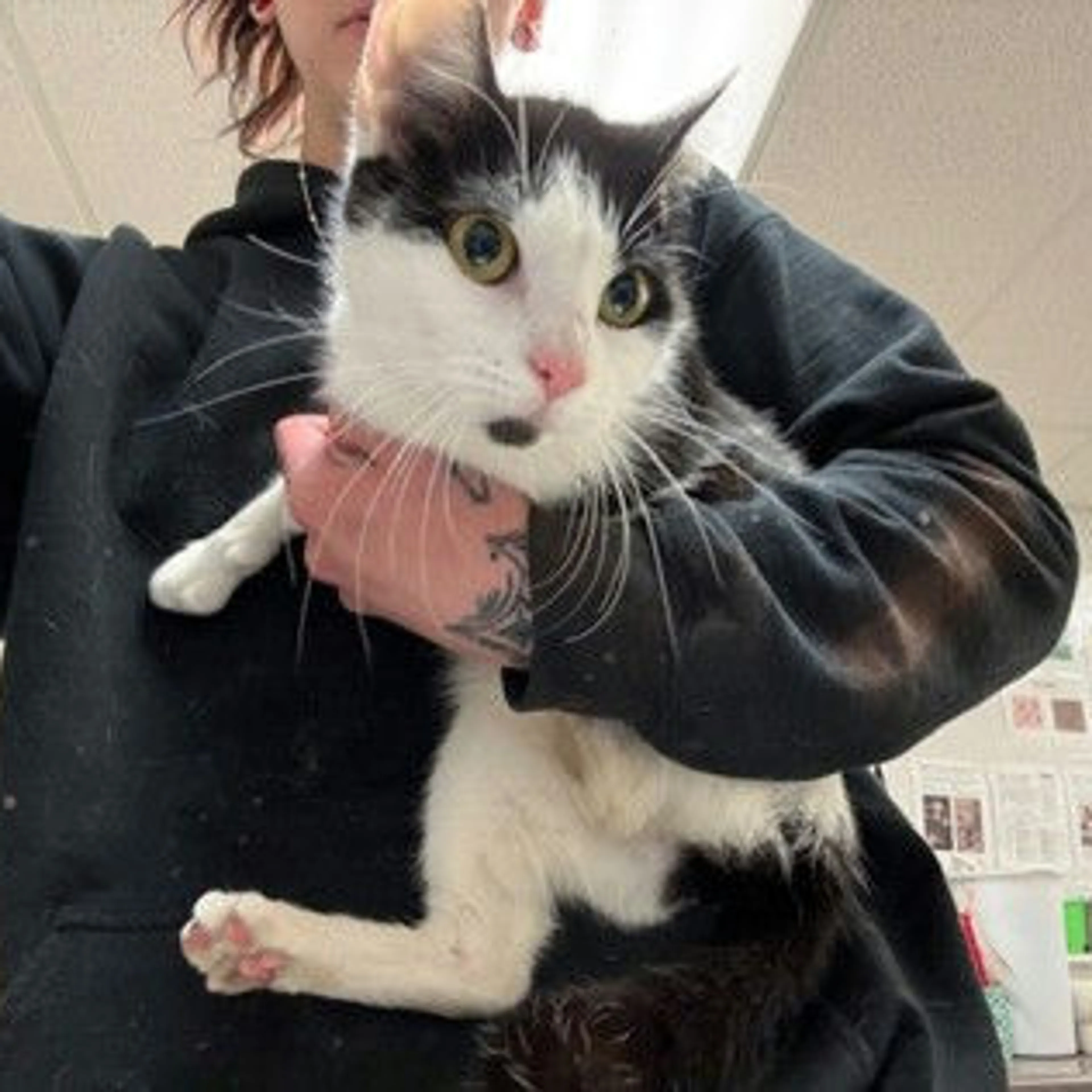 Found pet