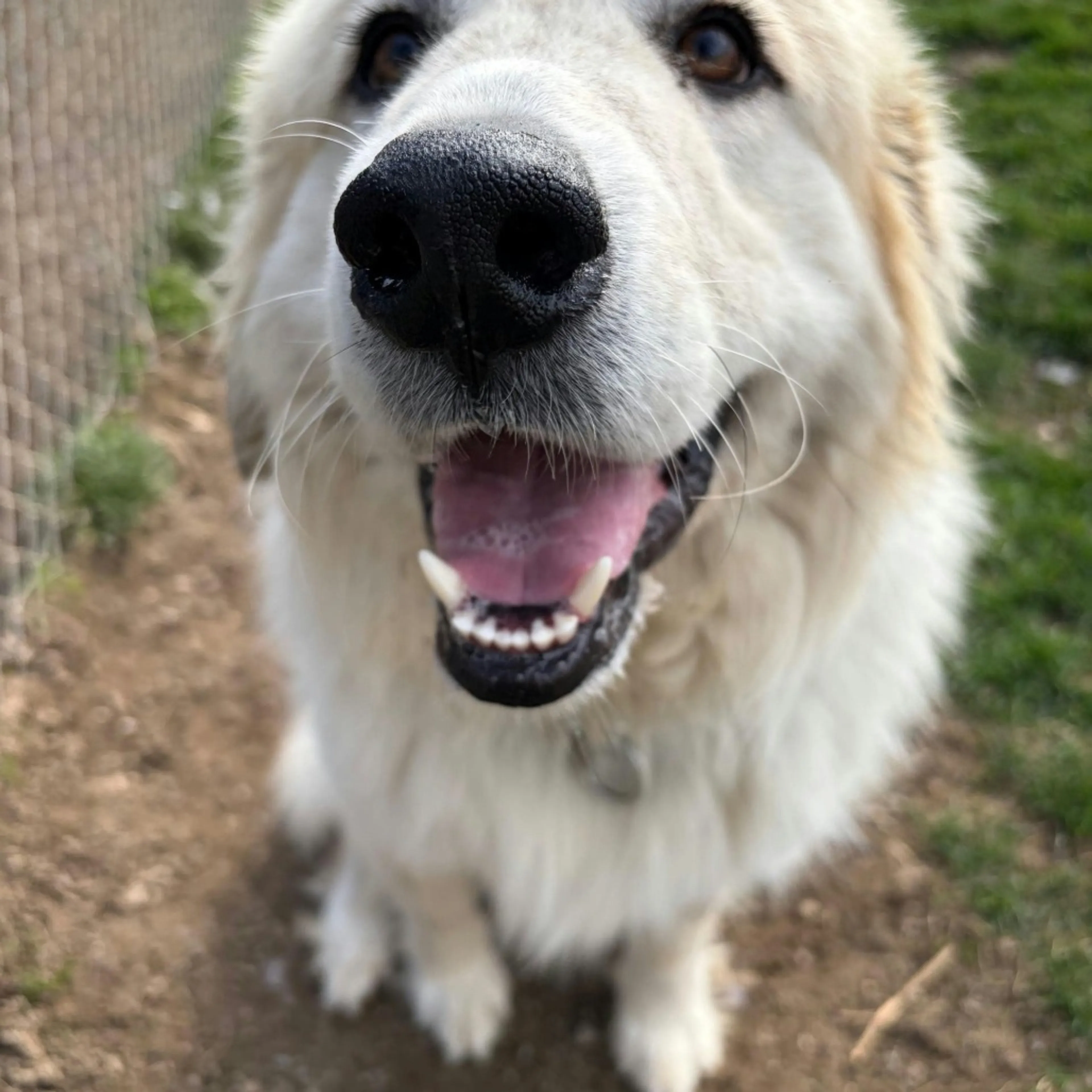 Found pet