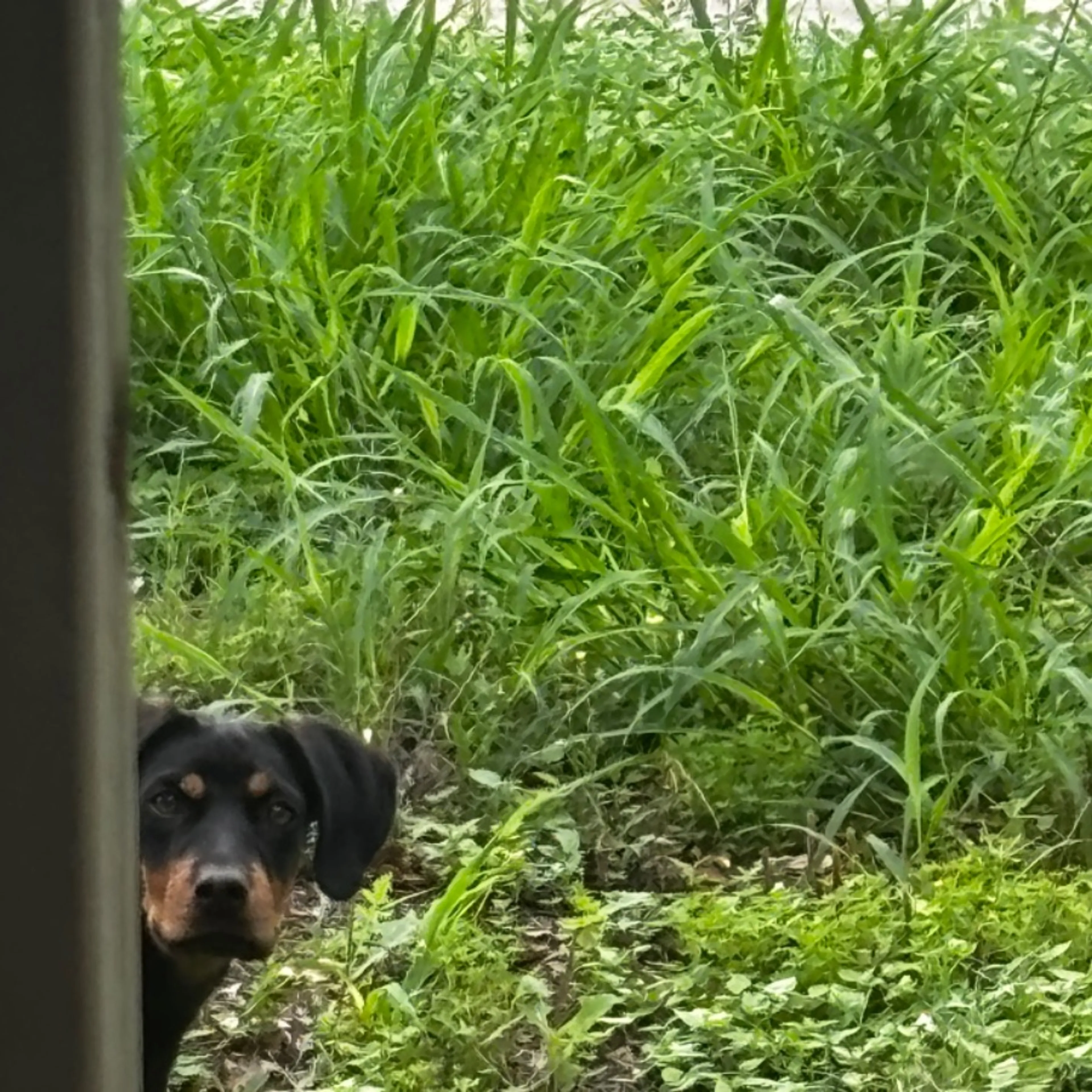 Found pet