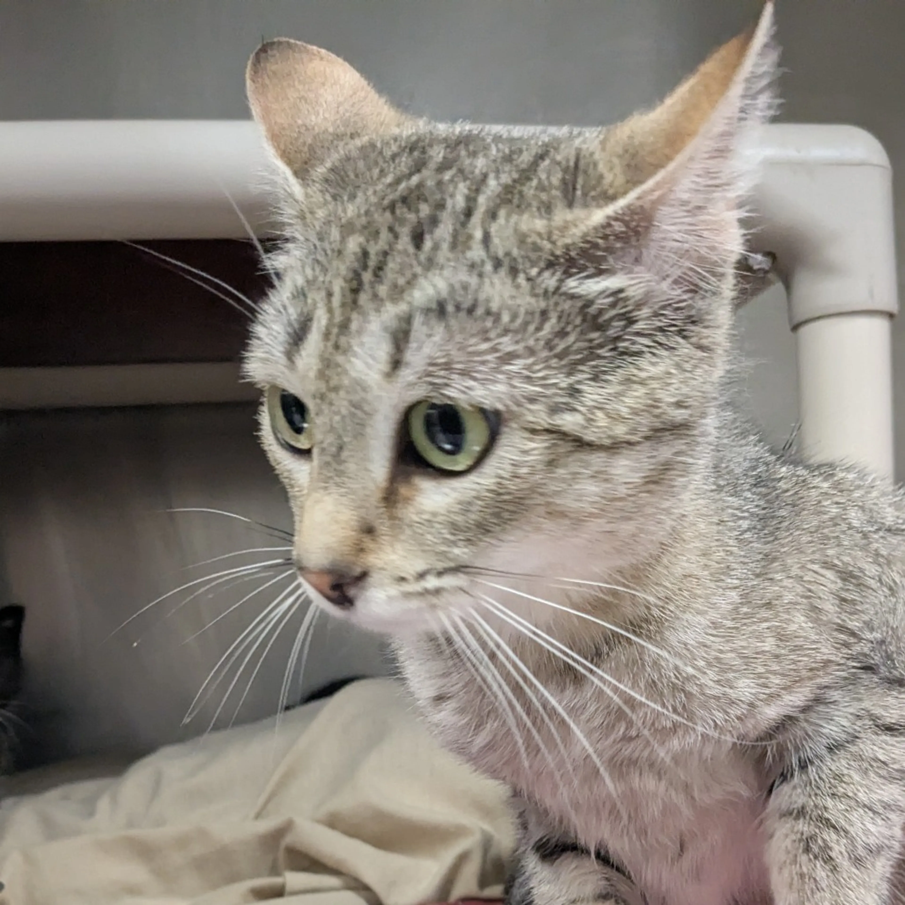 Found pet-1
