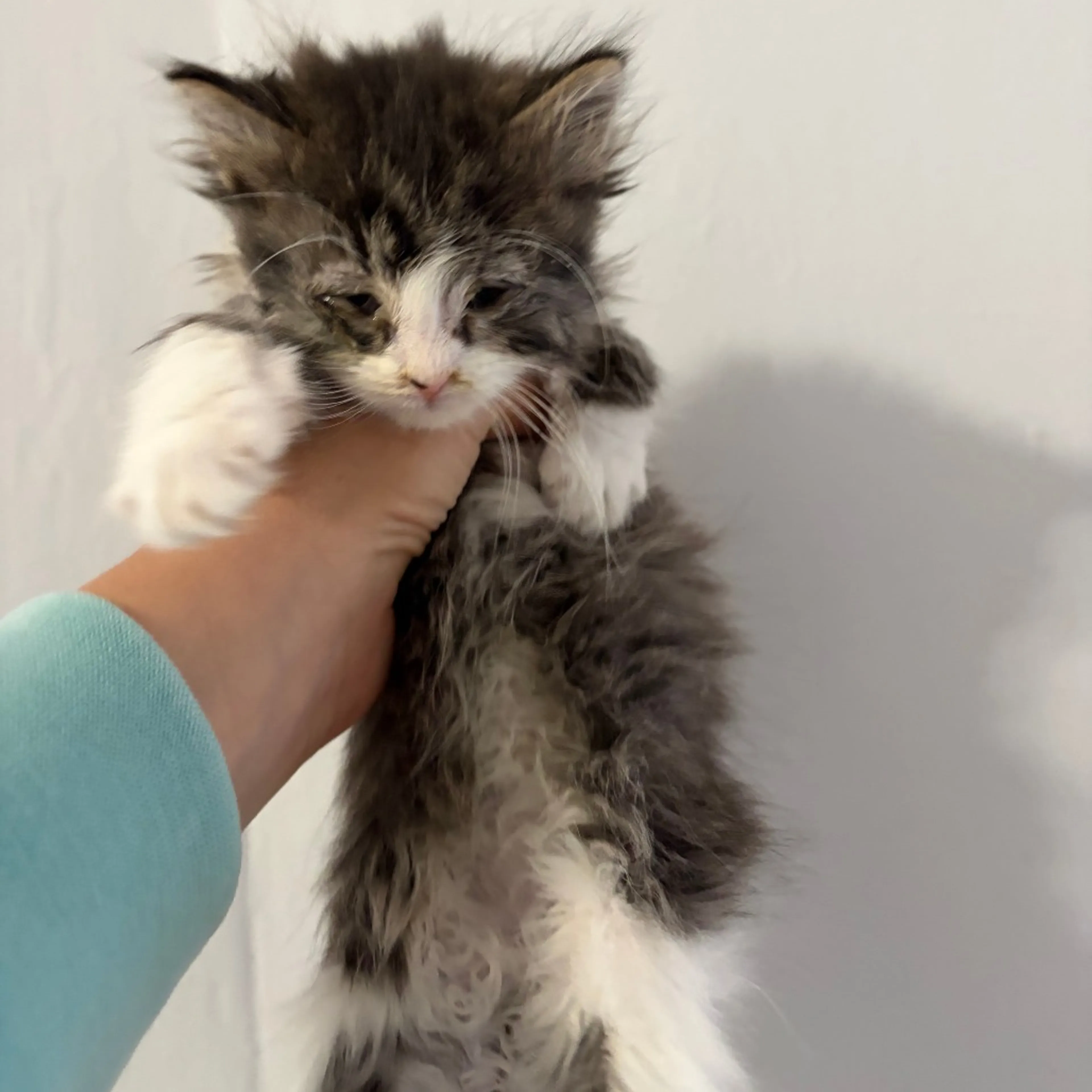 Found pet-2