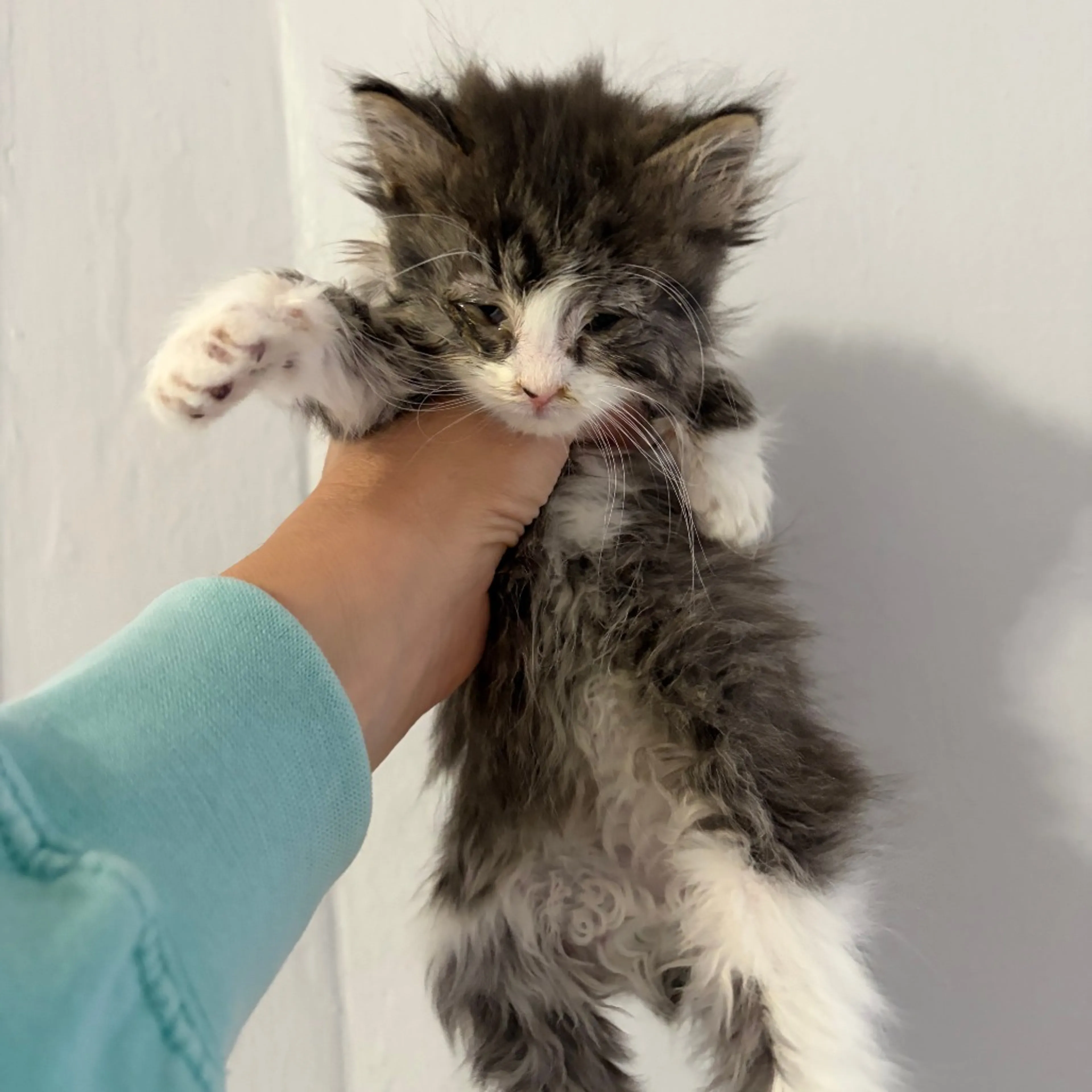 Found pet-0
