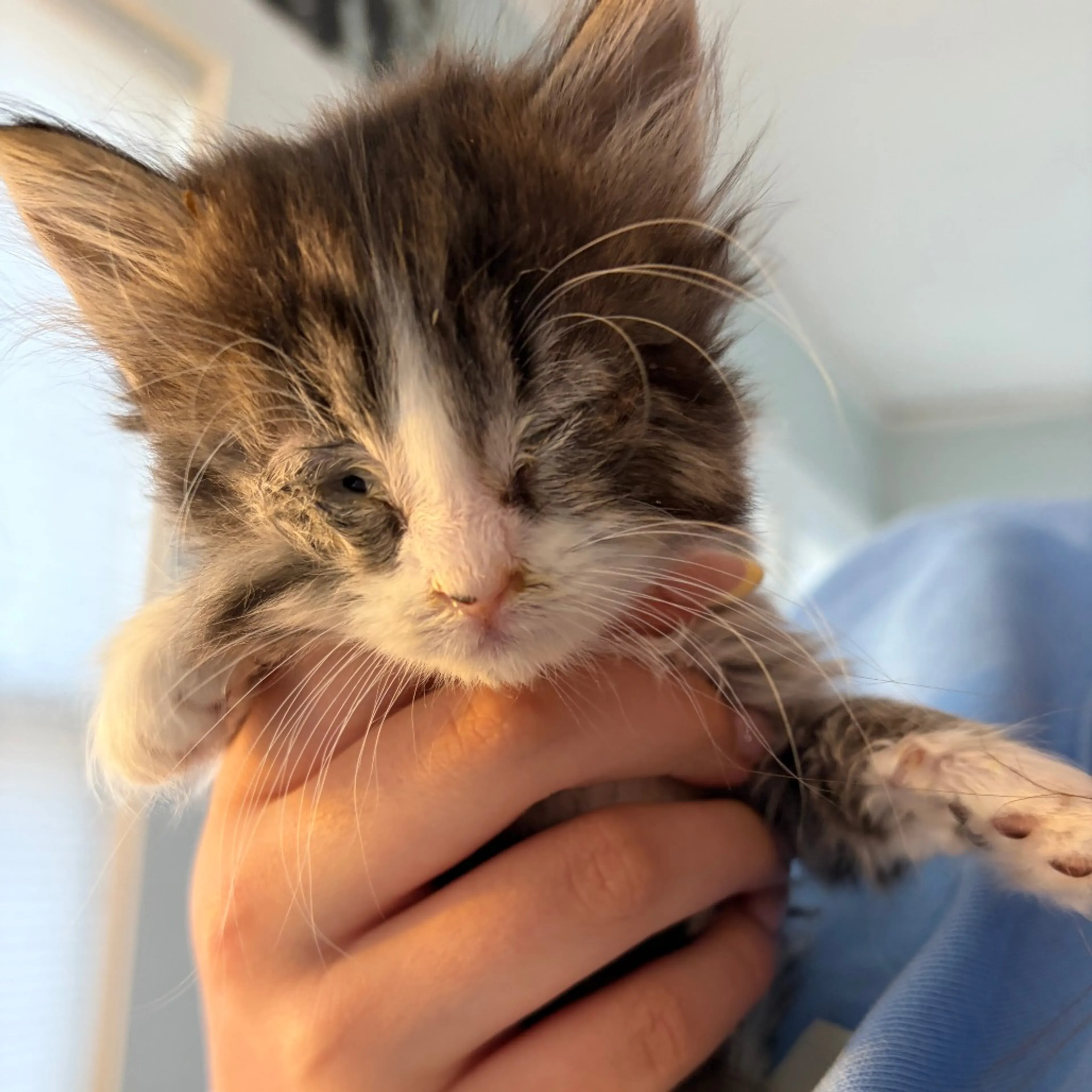 Found pet-1