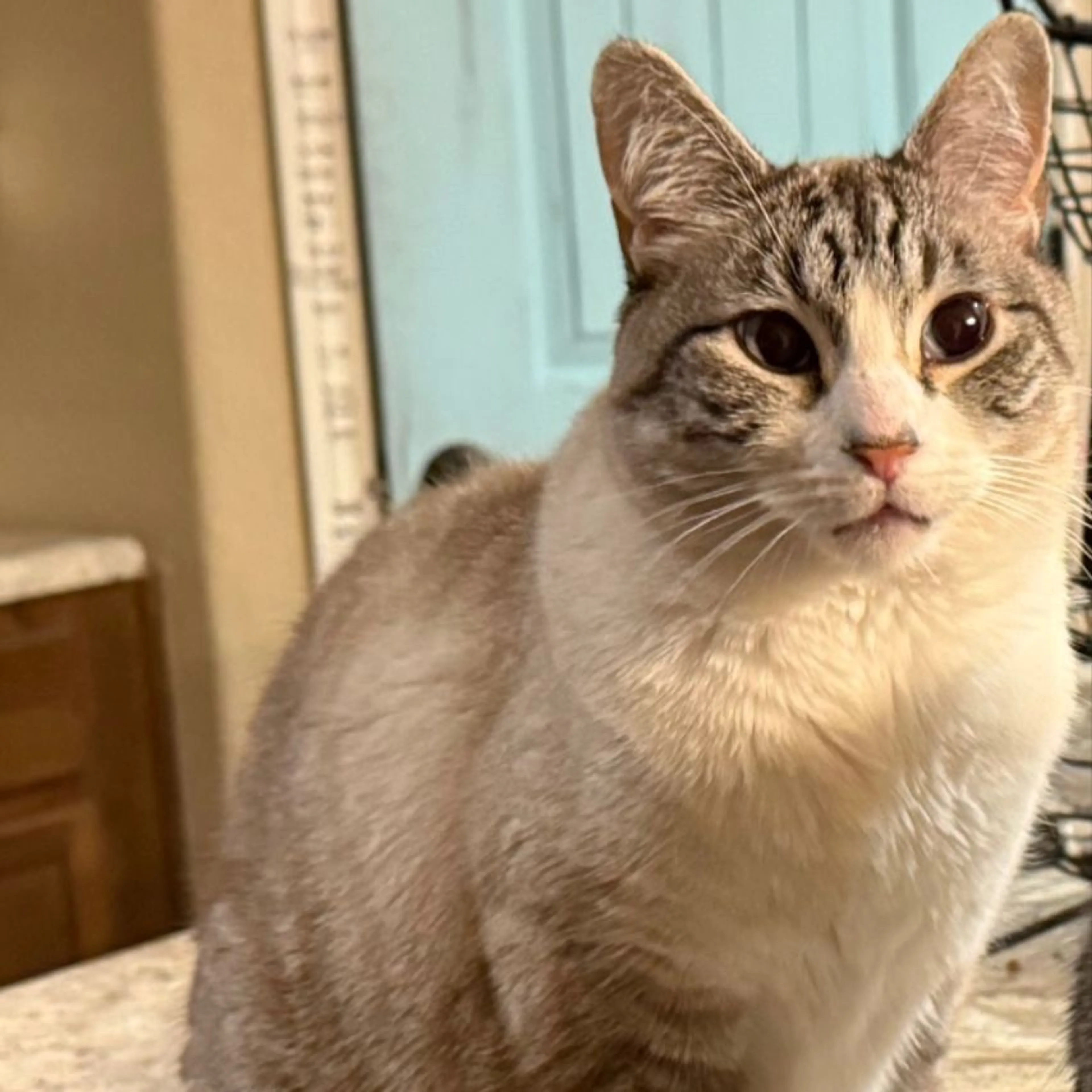 Lost pet