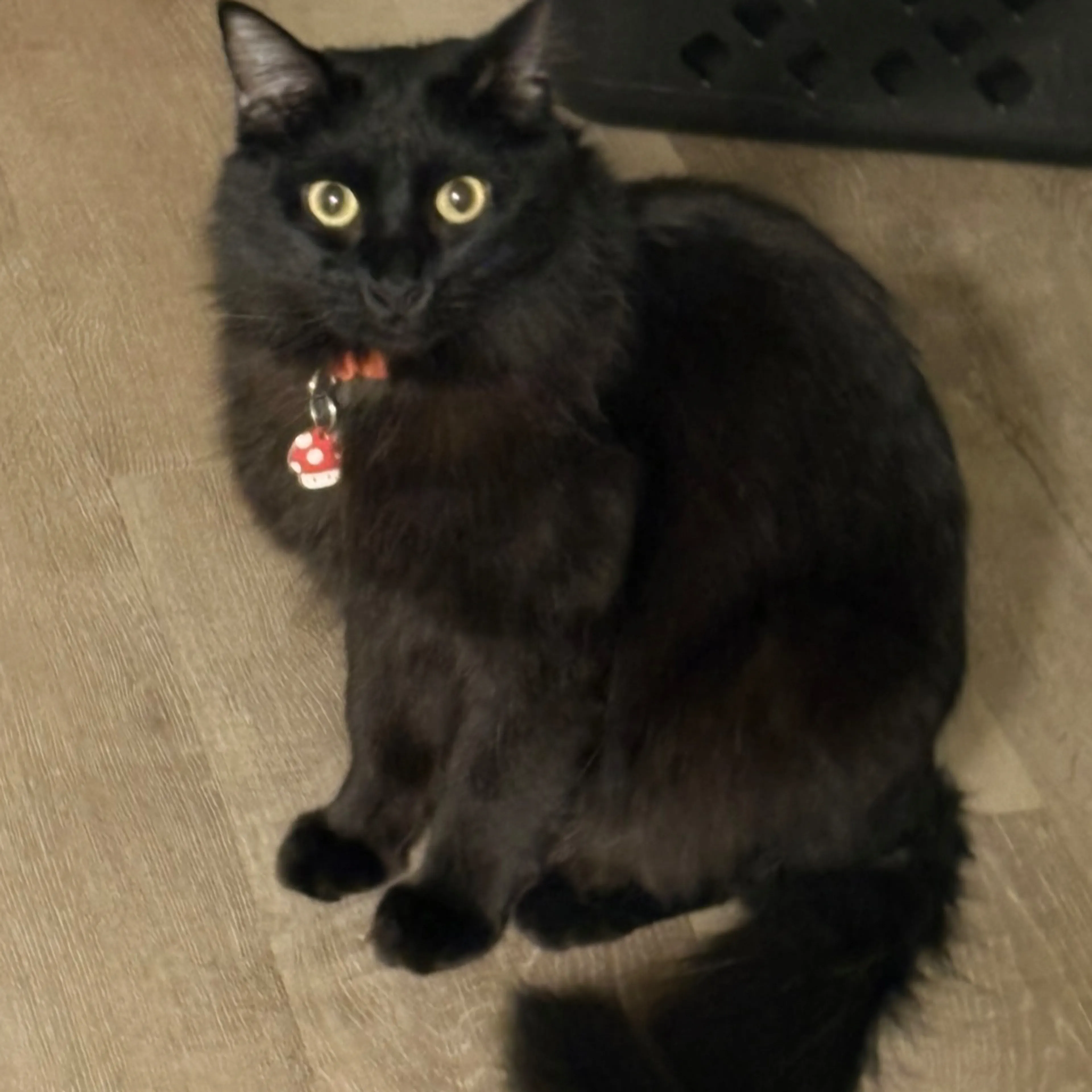 Lost pet-1