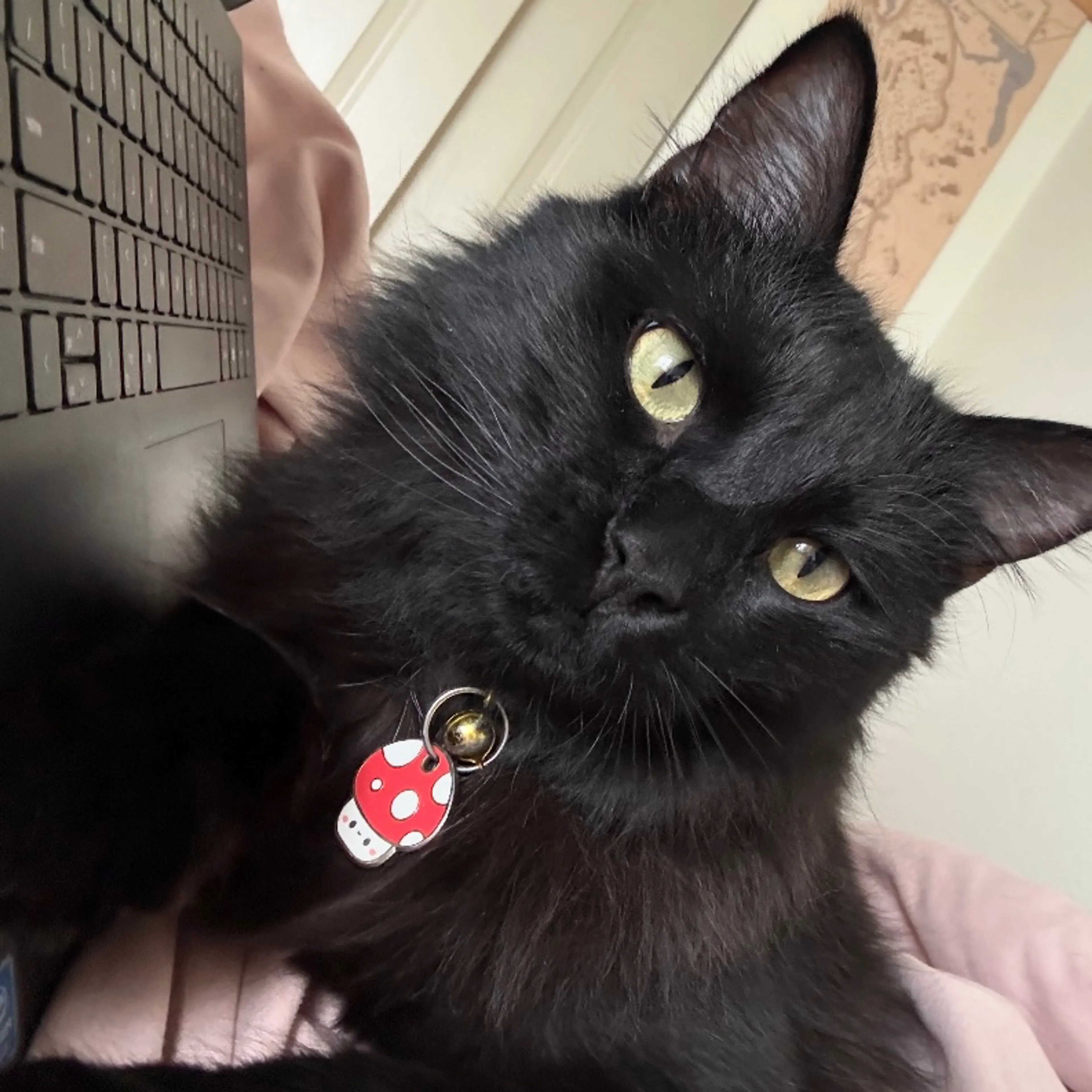 Lost pet-2
