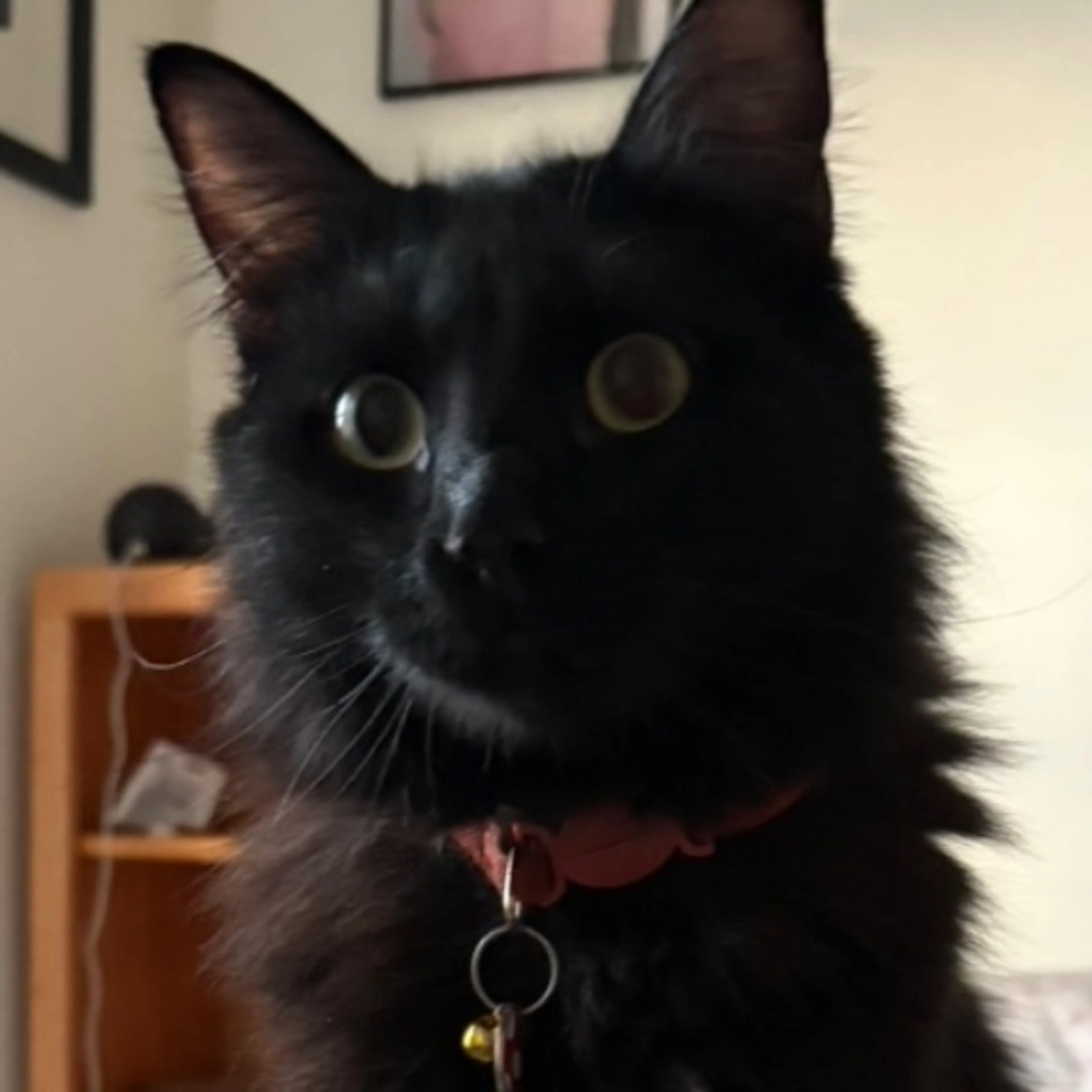 Lost pet-0