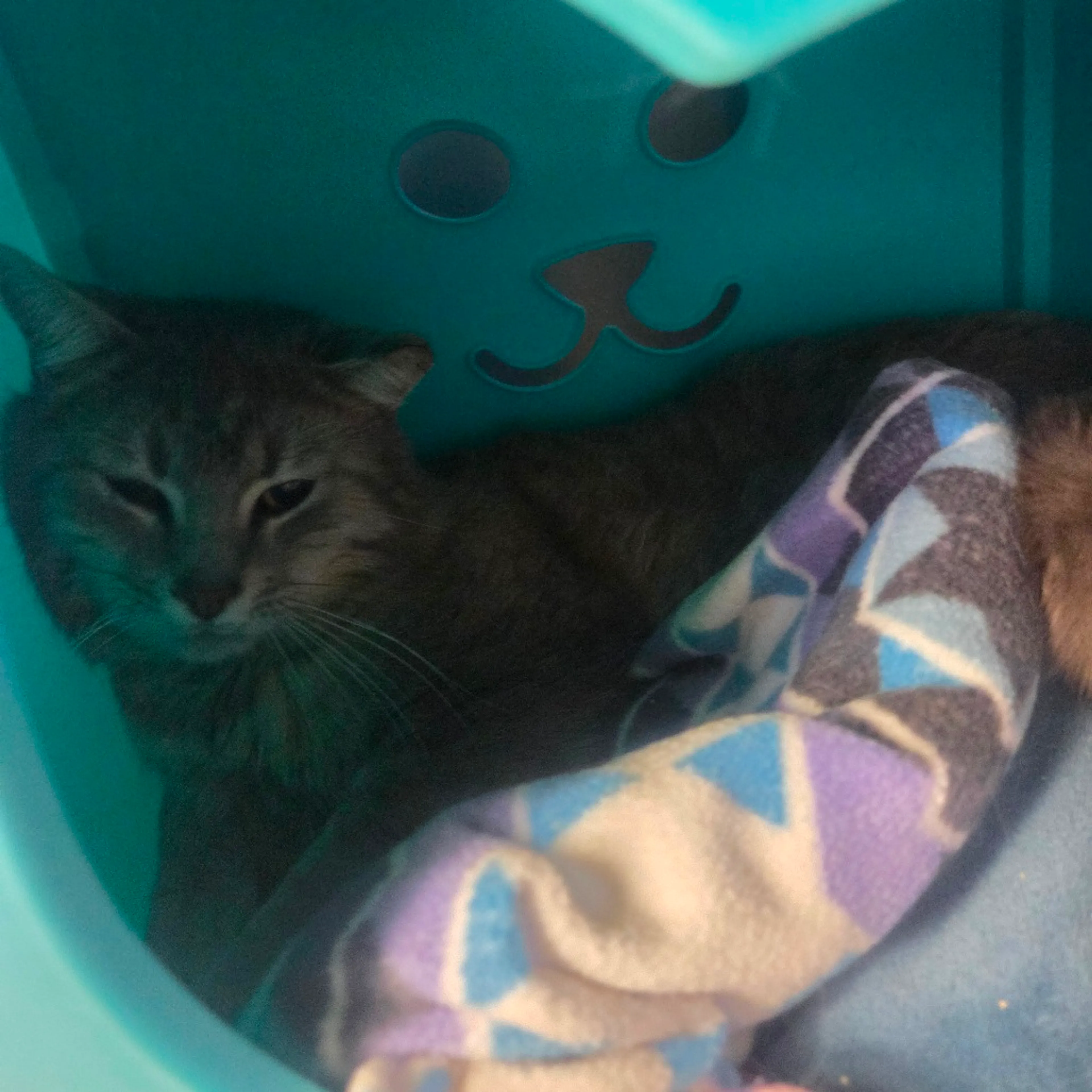 Found pet