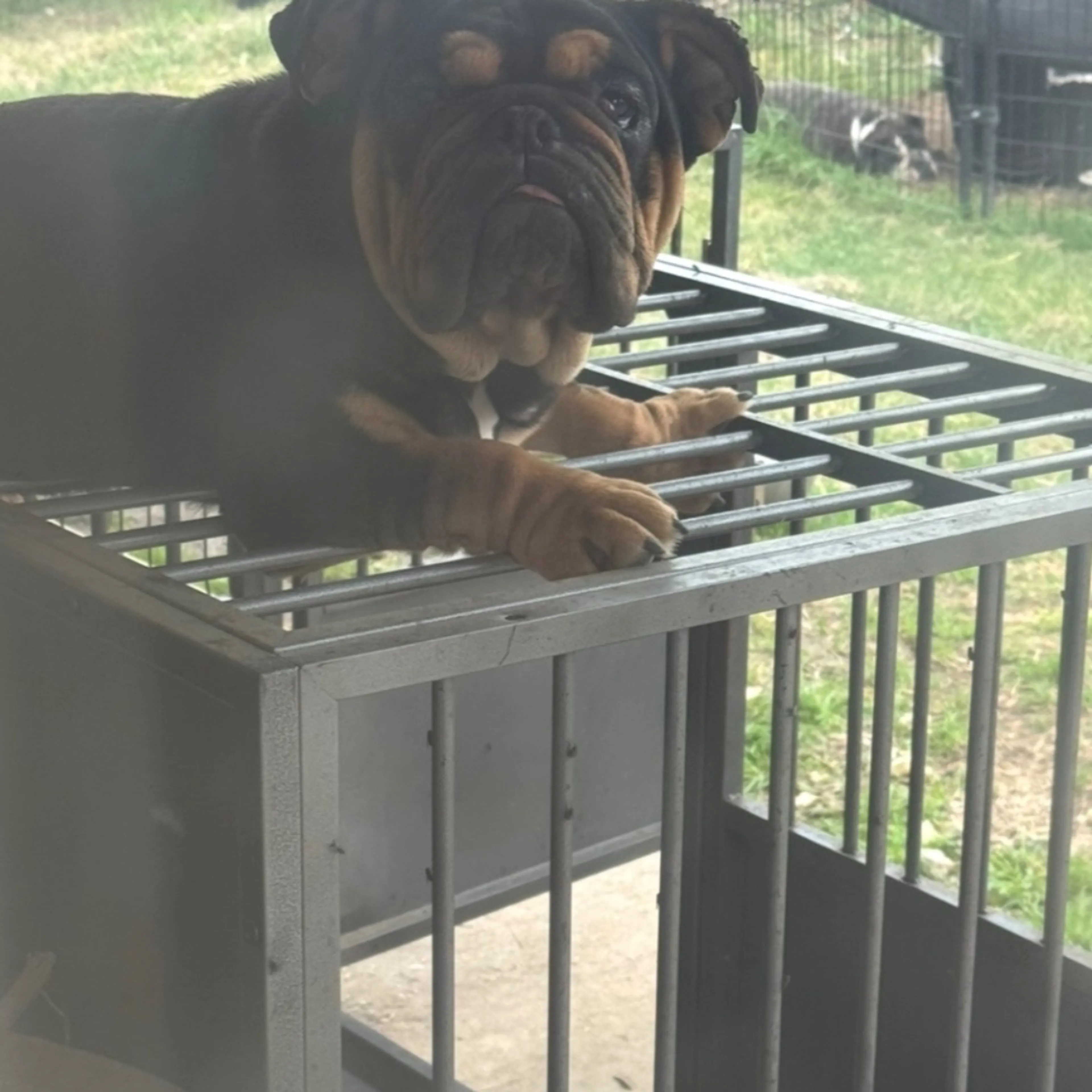 Lost pet