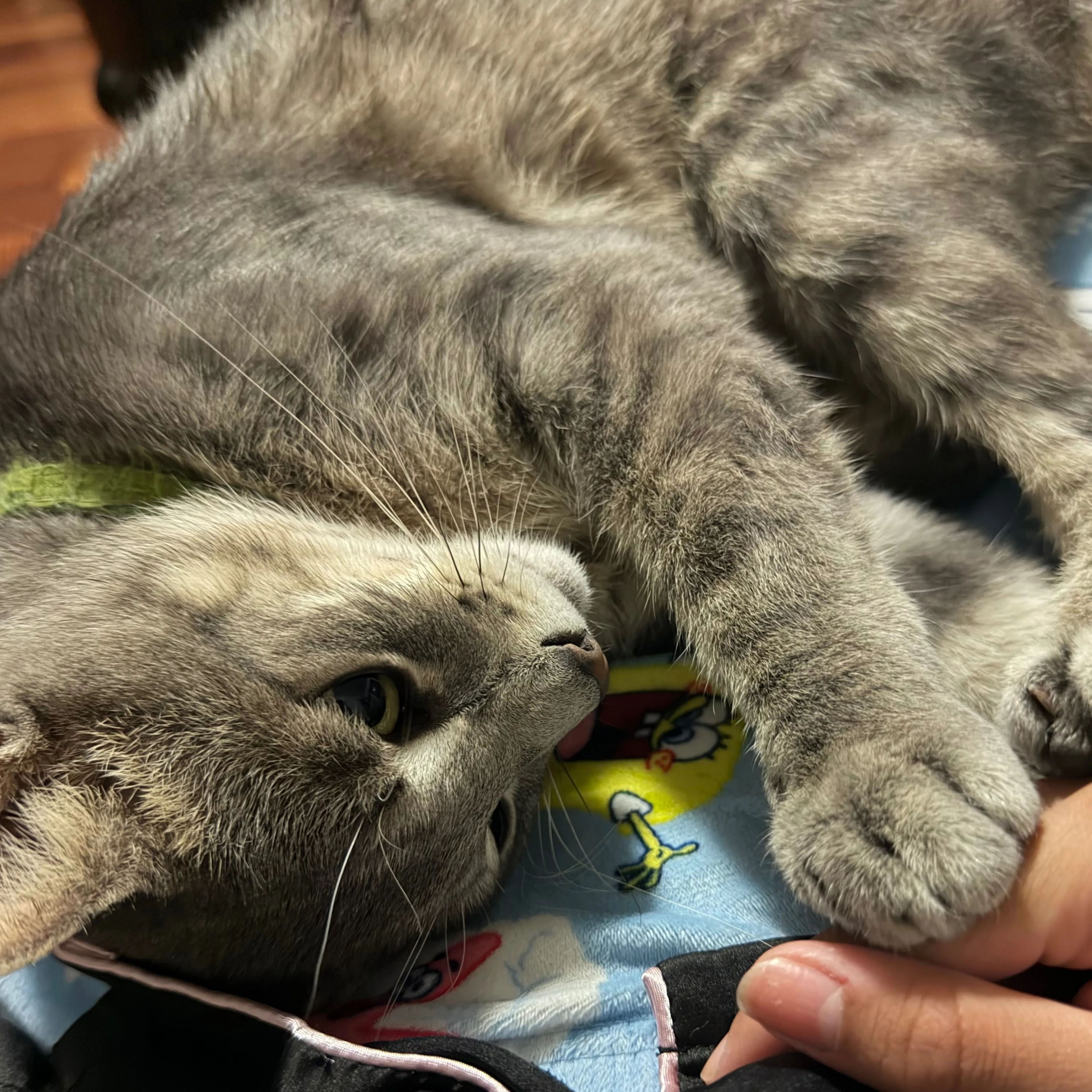 Lost pet-3