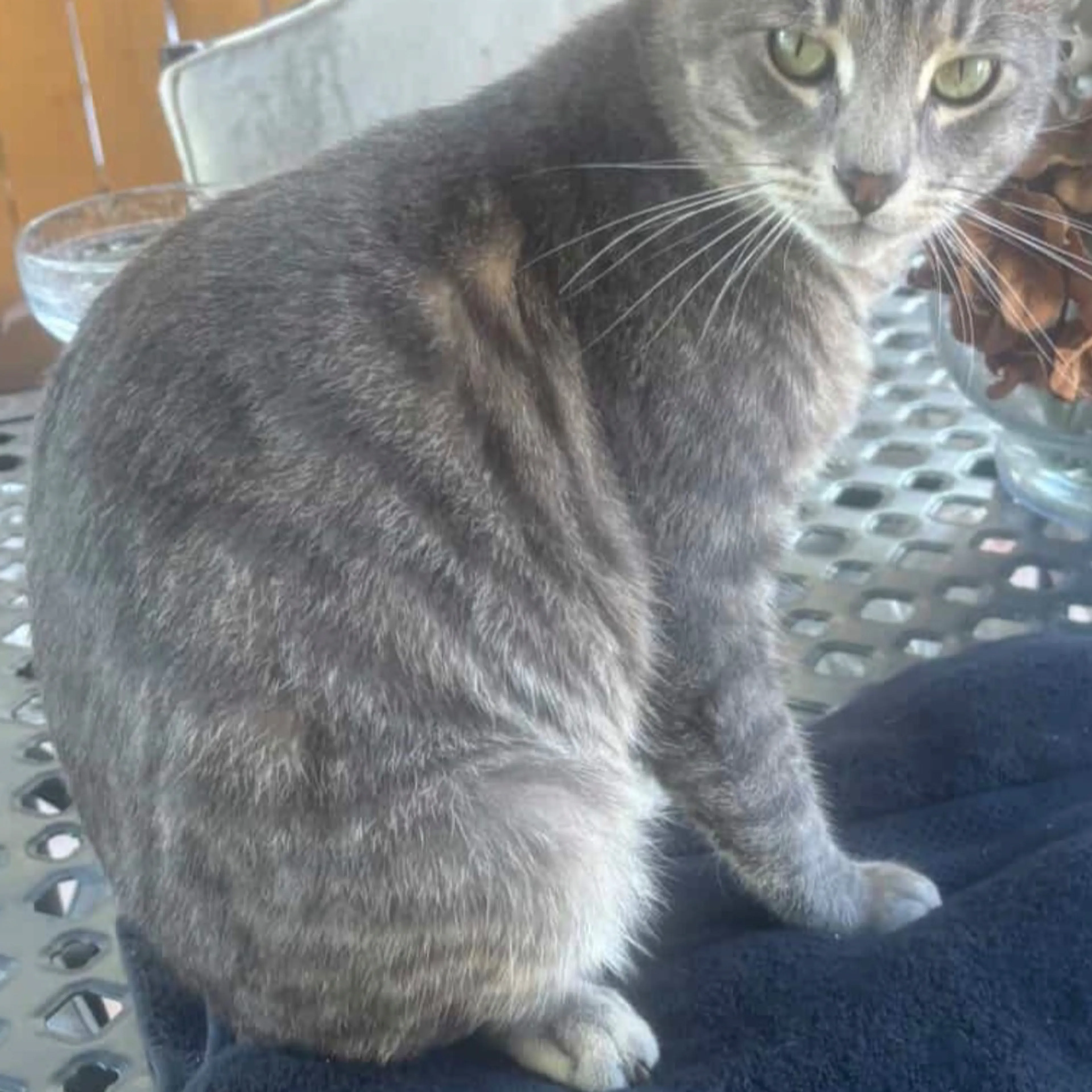 Lost pet-1