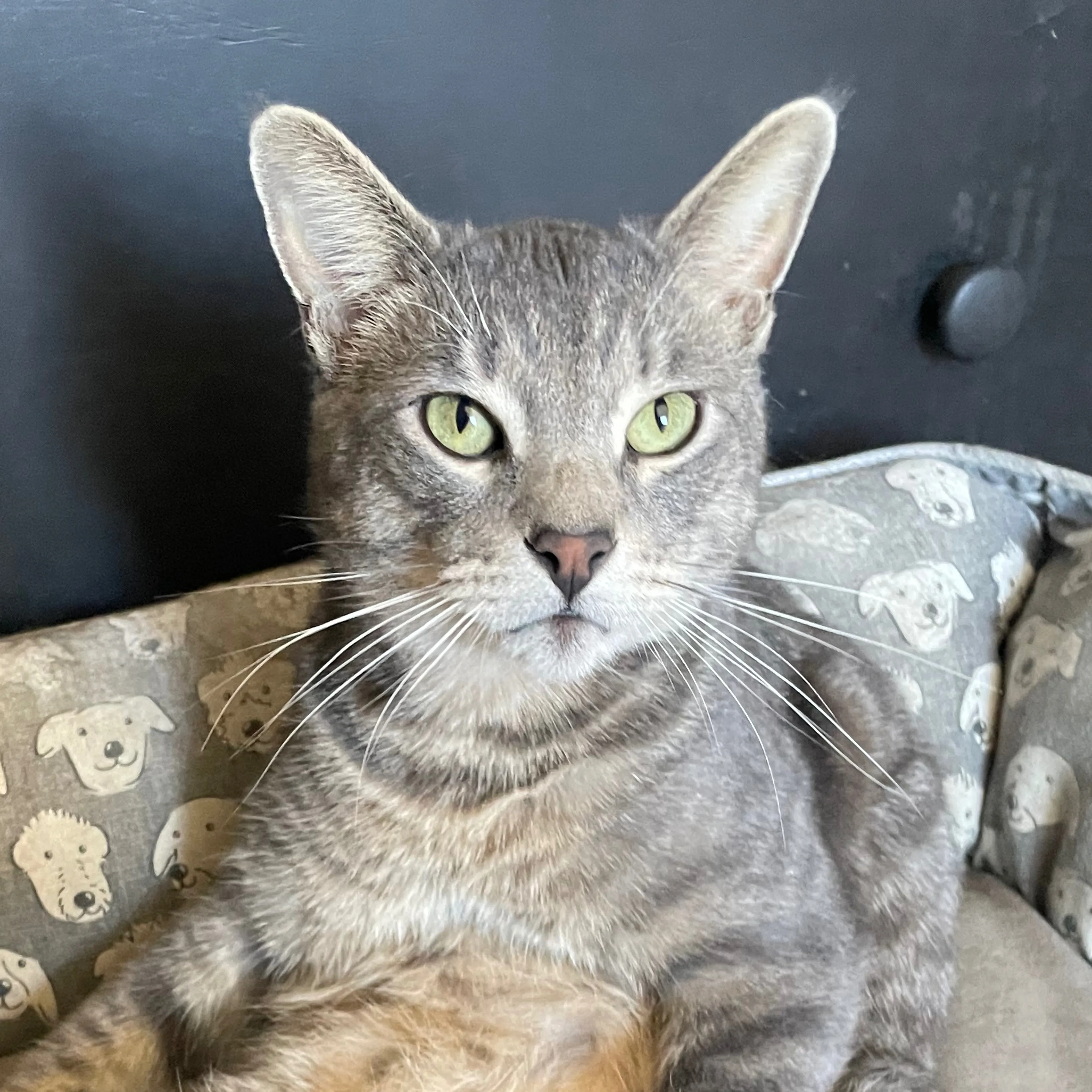 Lost pet-2