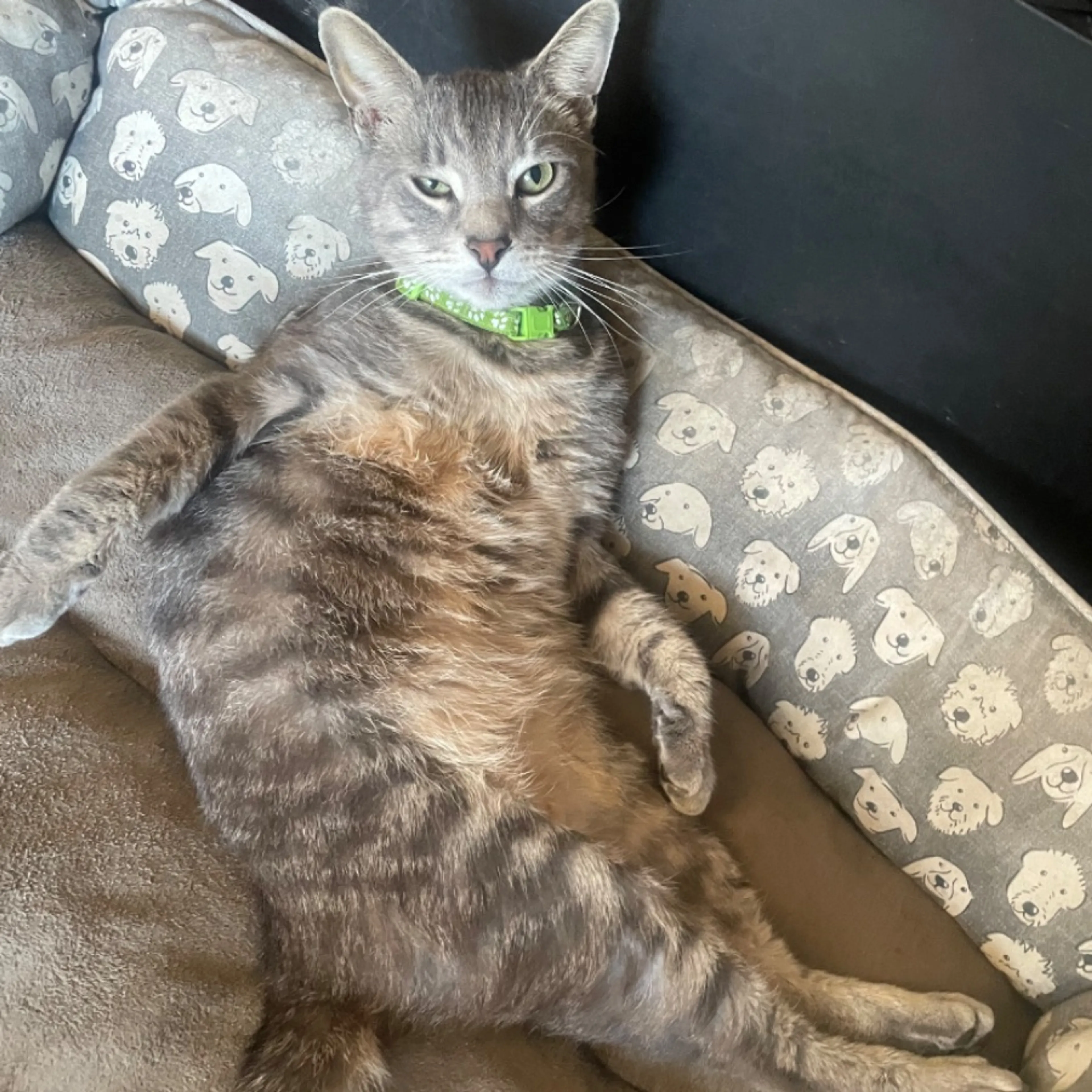 Lost pet-0