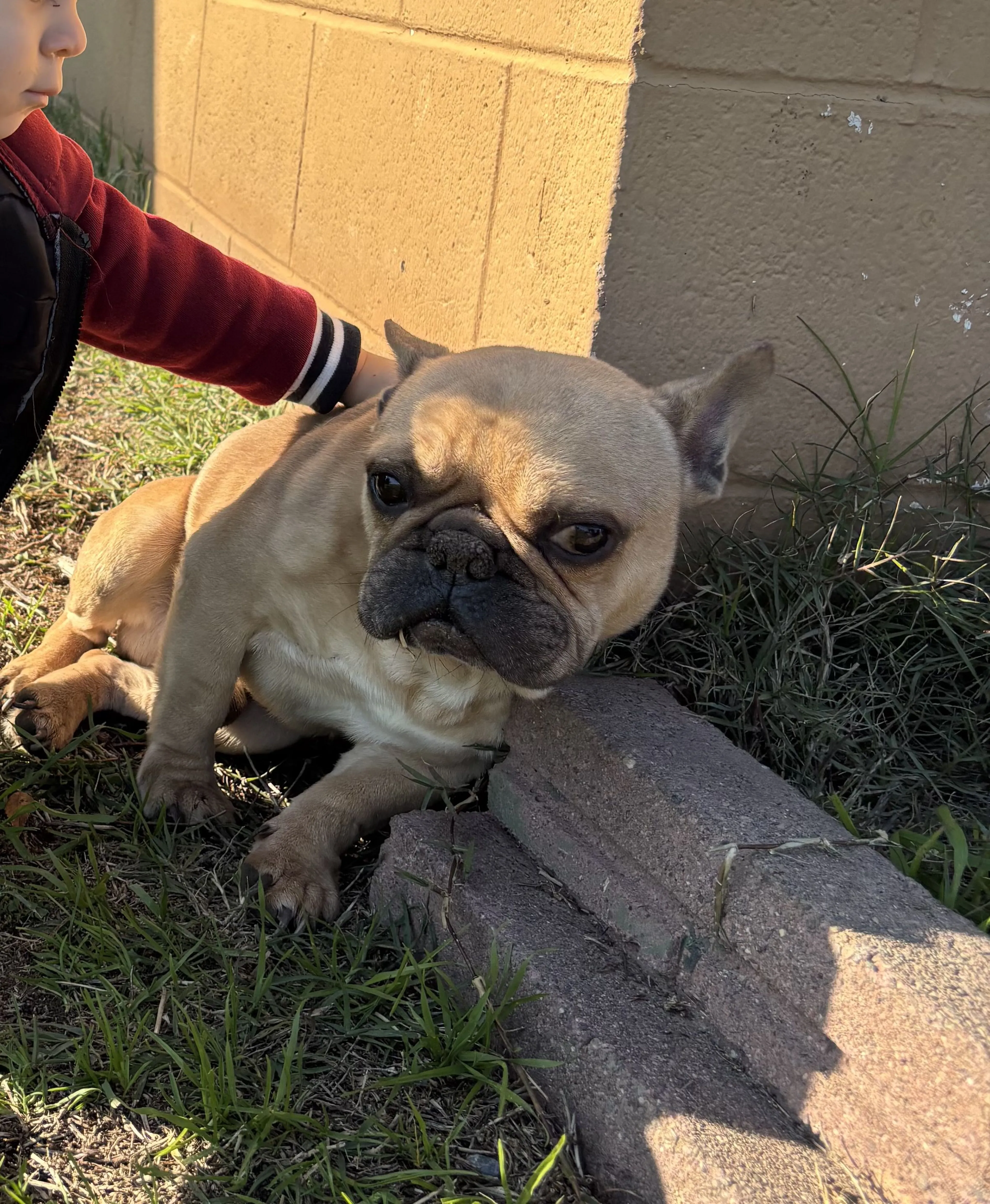 Lost pet