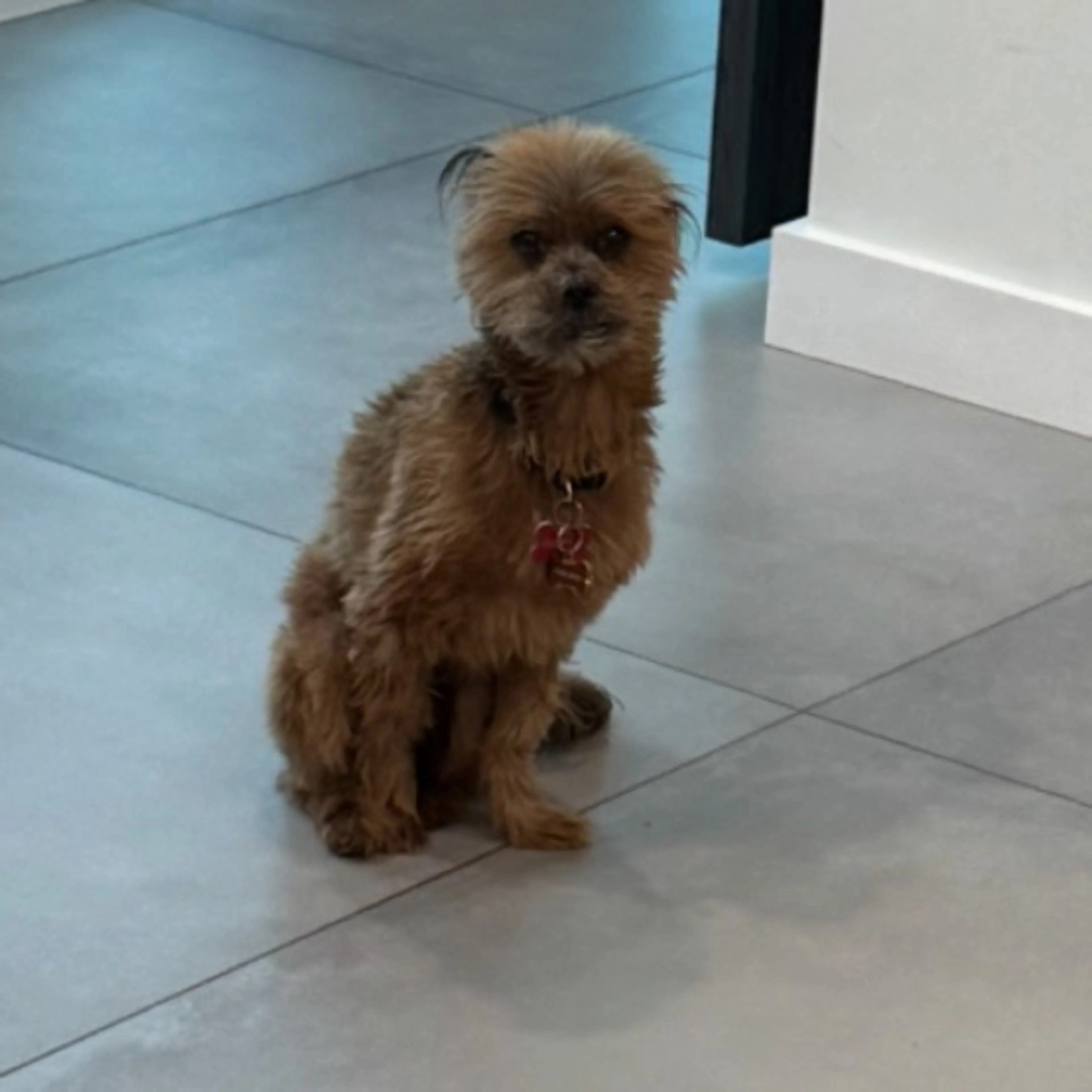 Lost pet