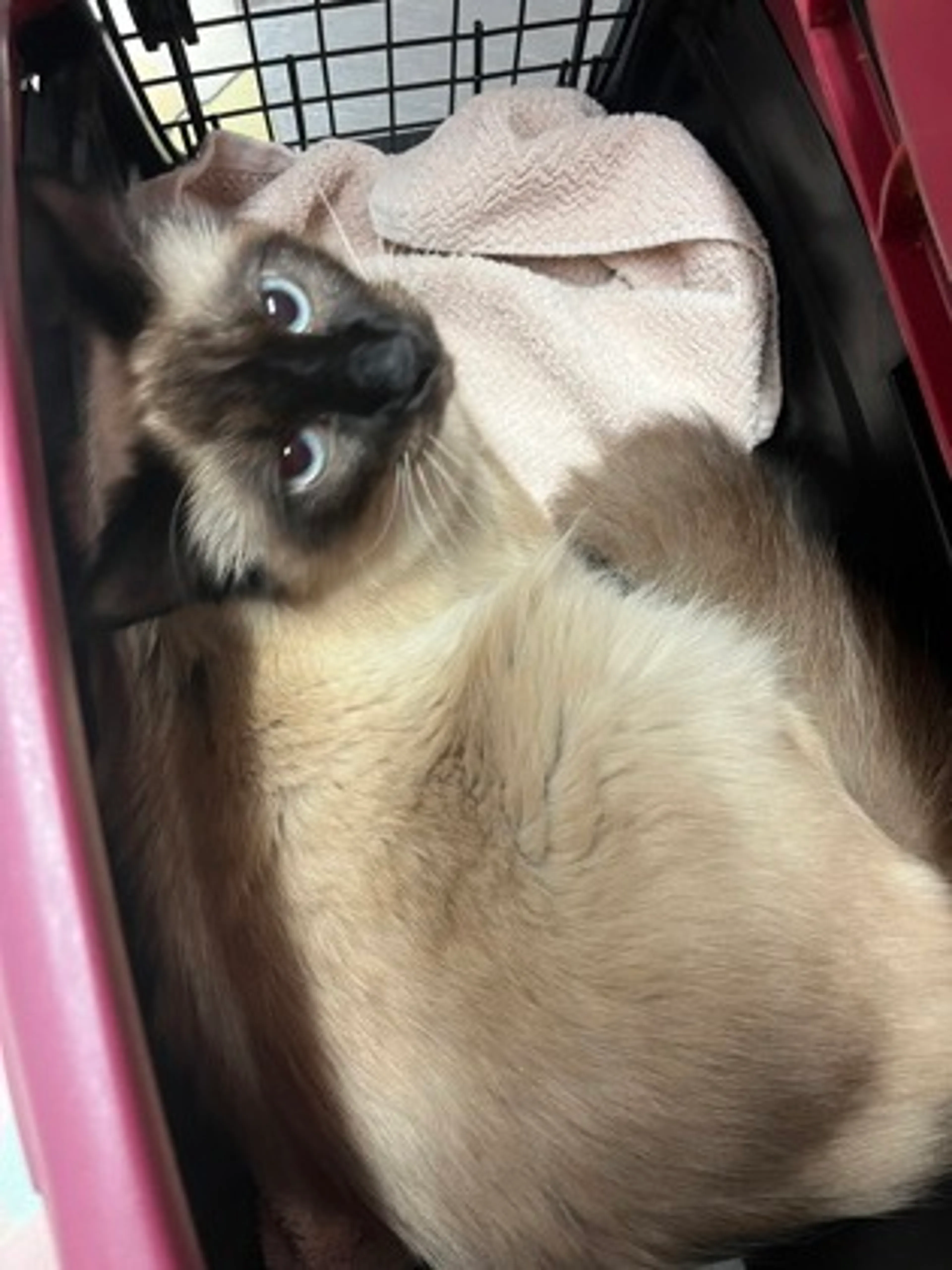 Found pet-1