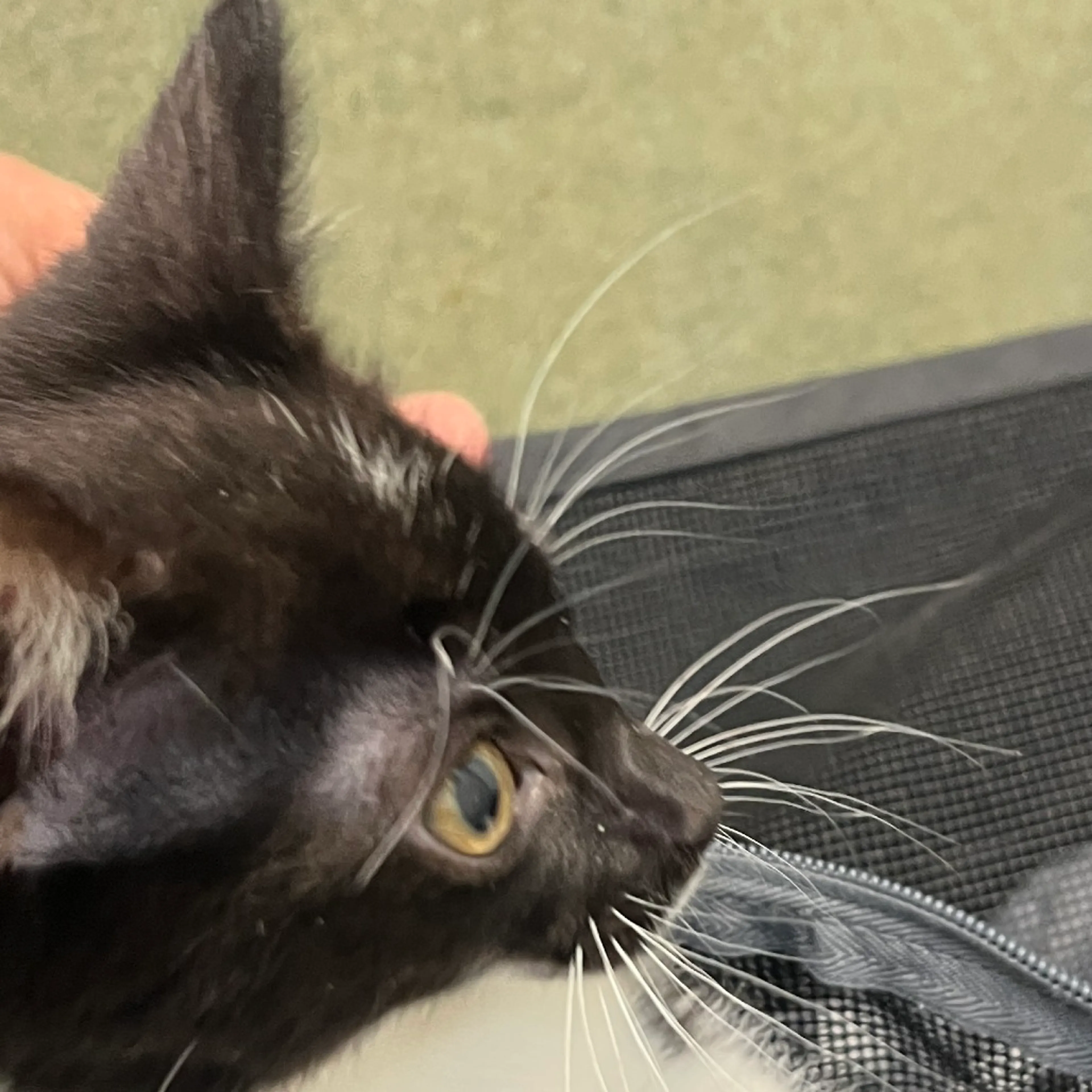 Found pet