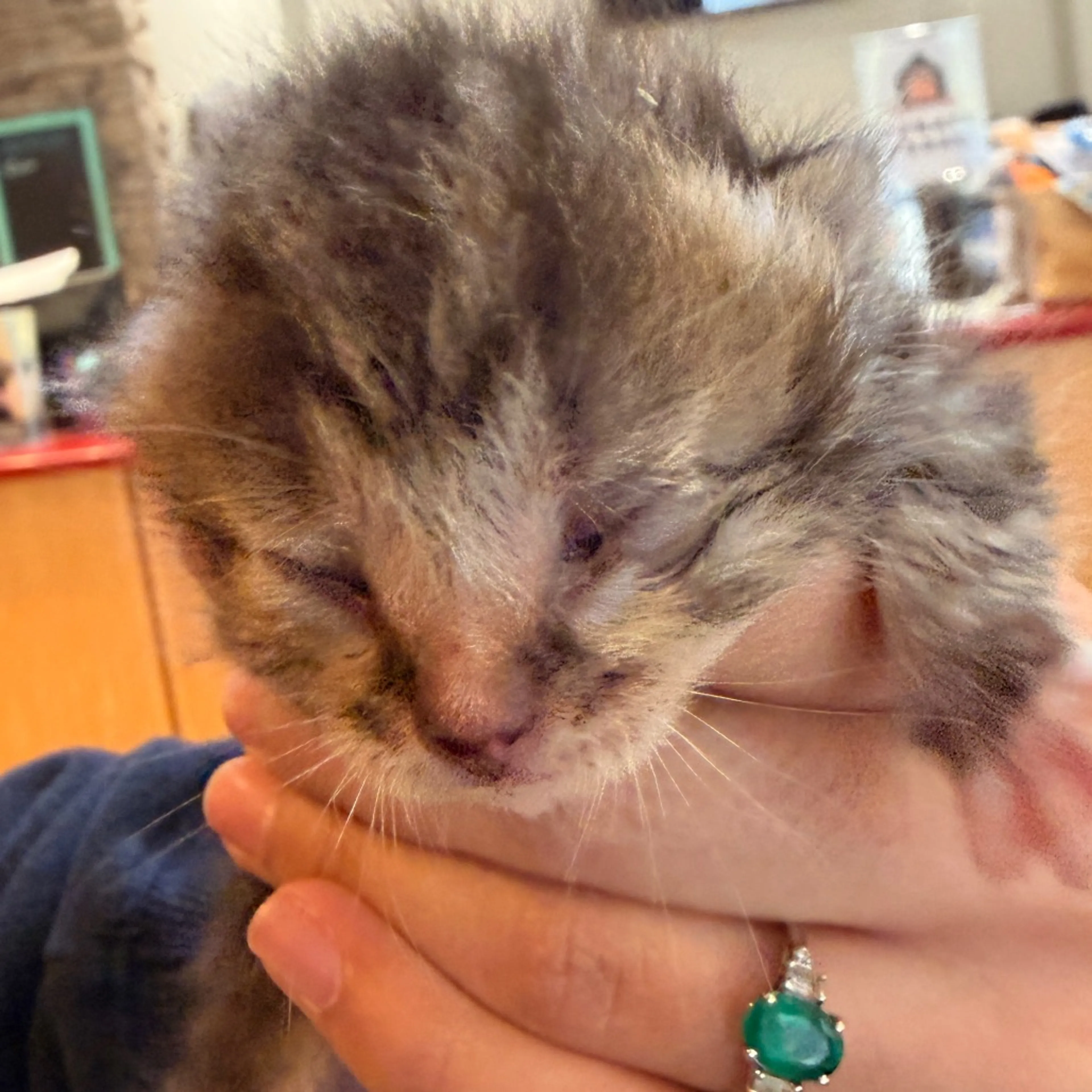 Found pet
