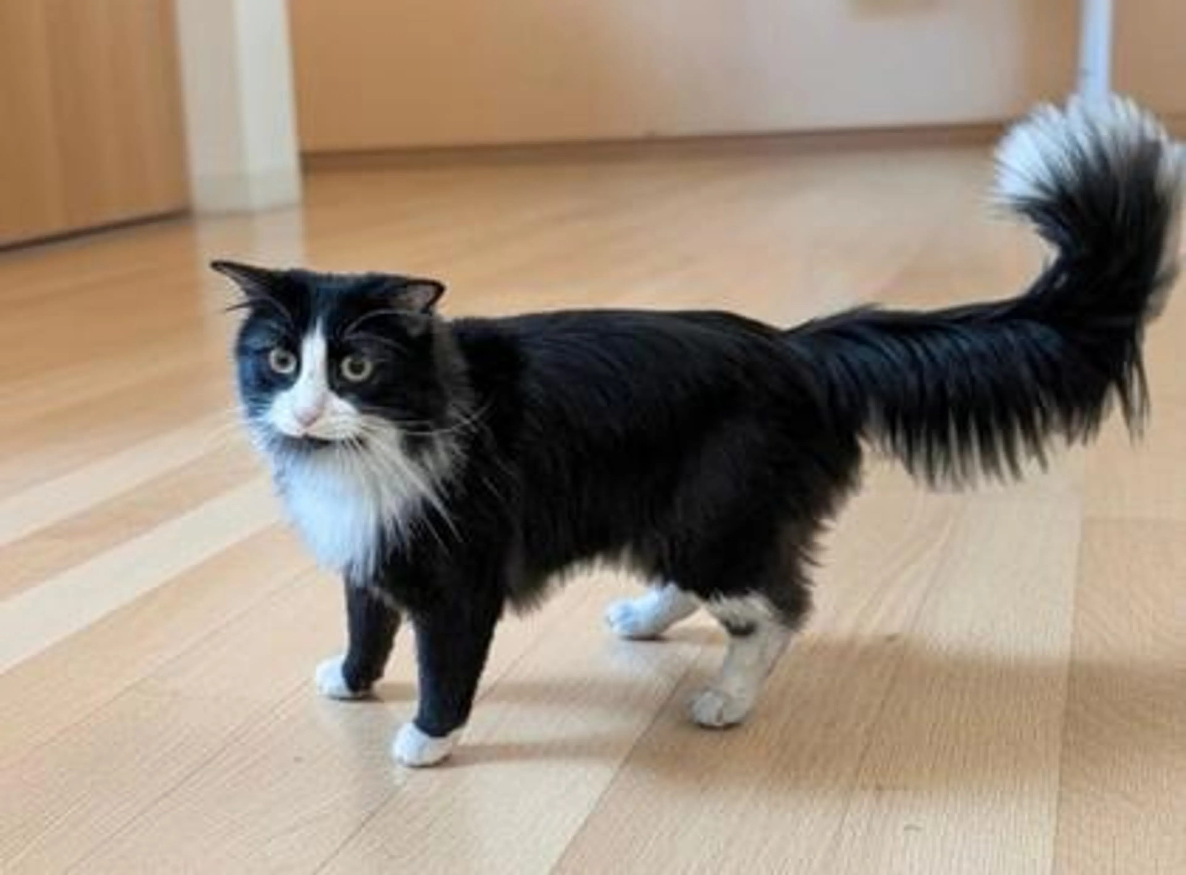Found pet-2