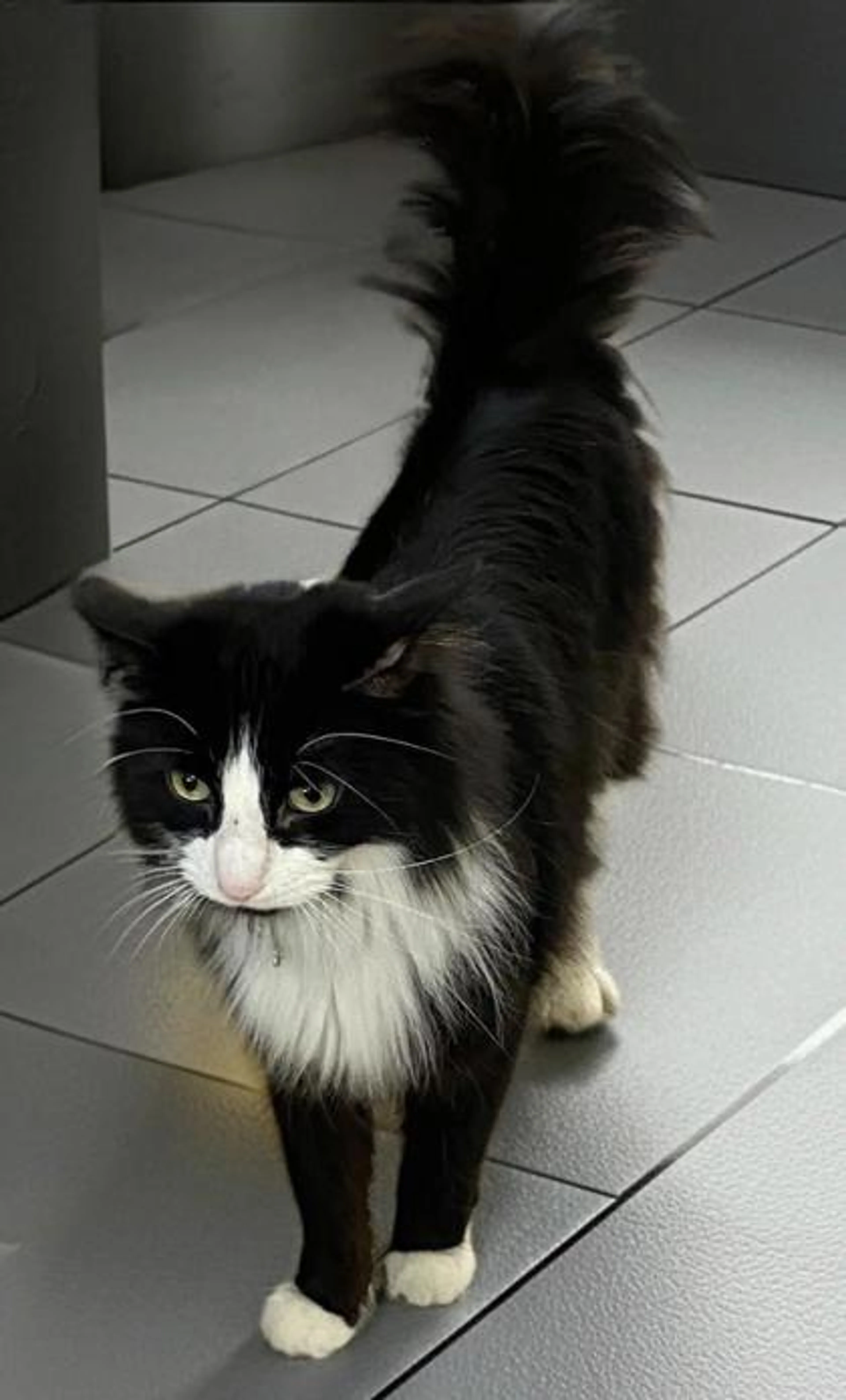Found pet-1