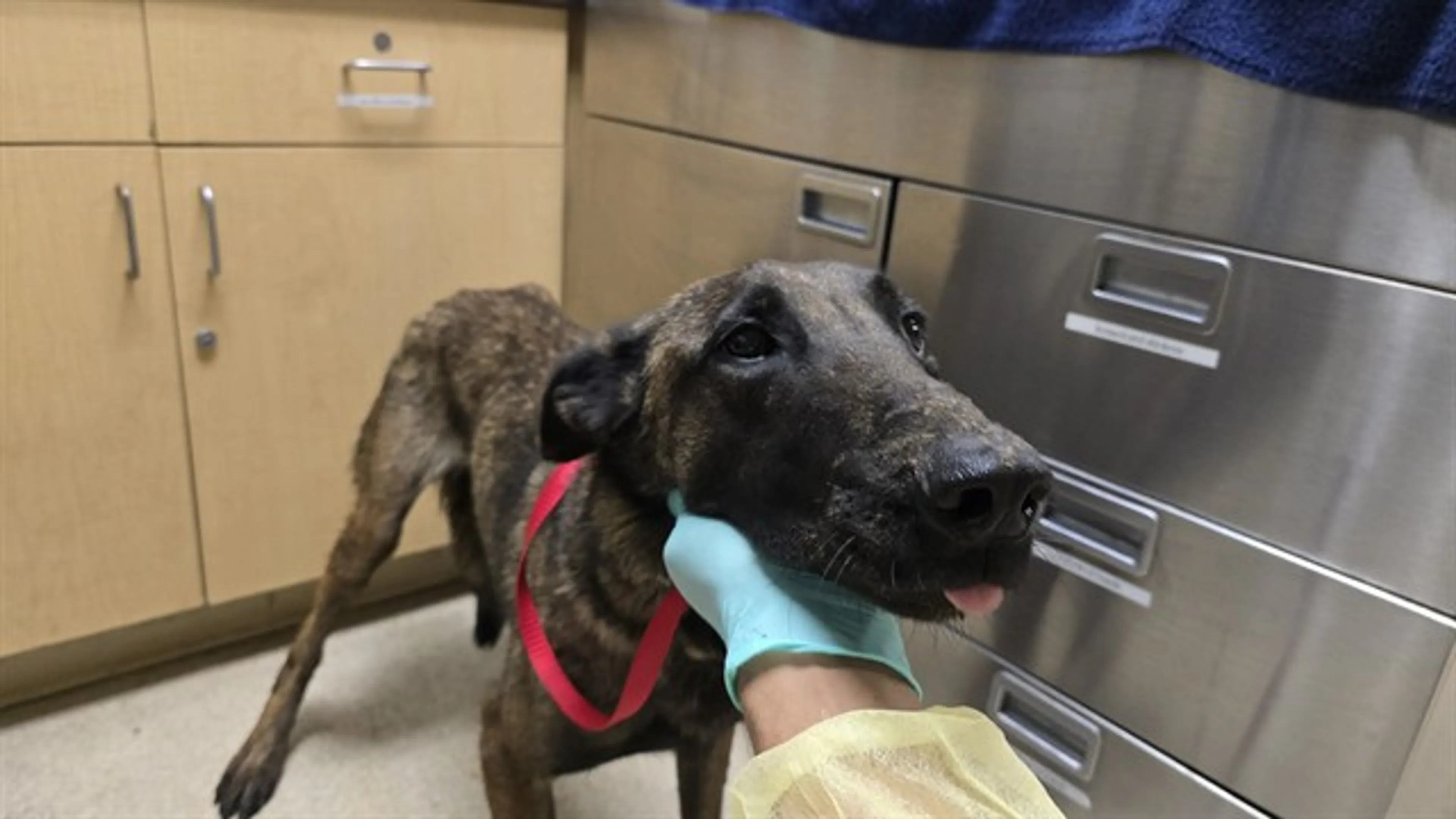 Found pet