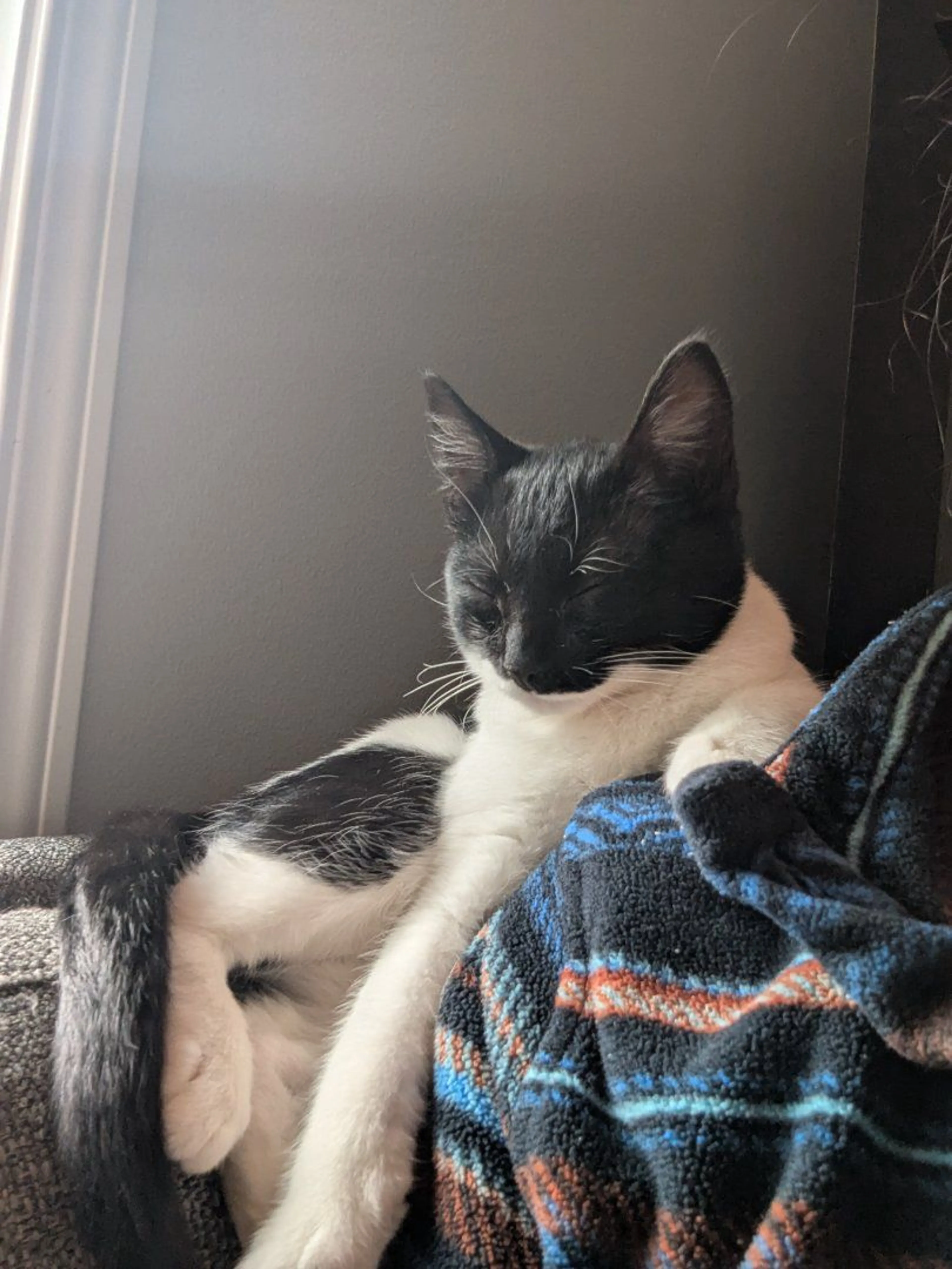 Lost pet-2