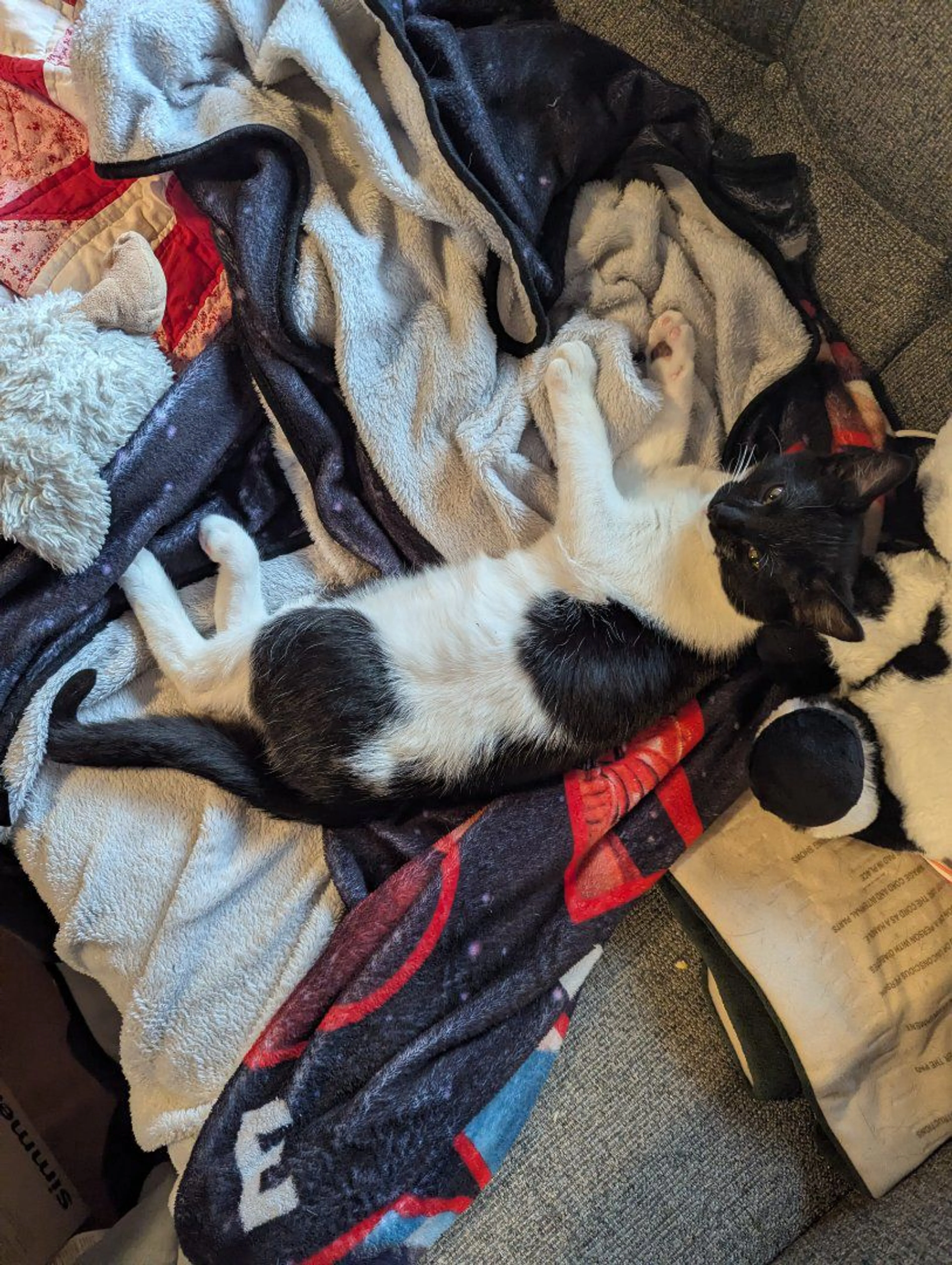 Lost pet-1