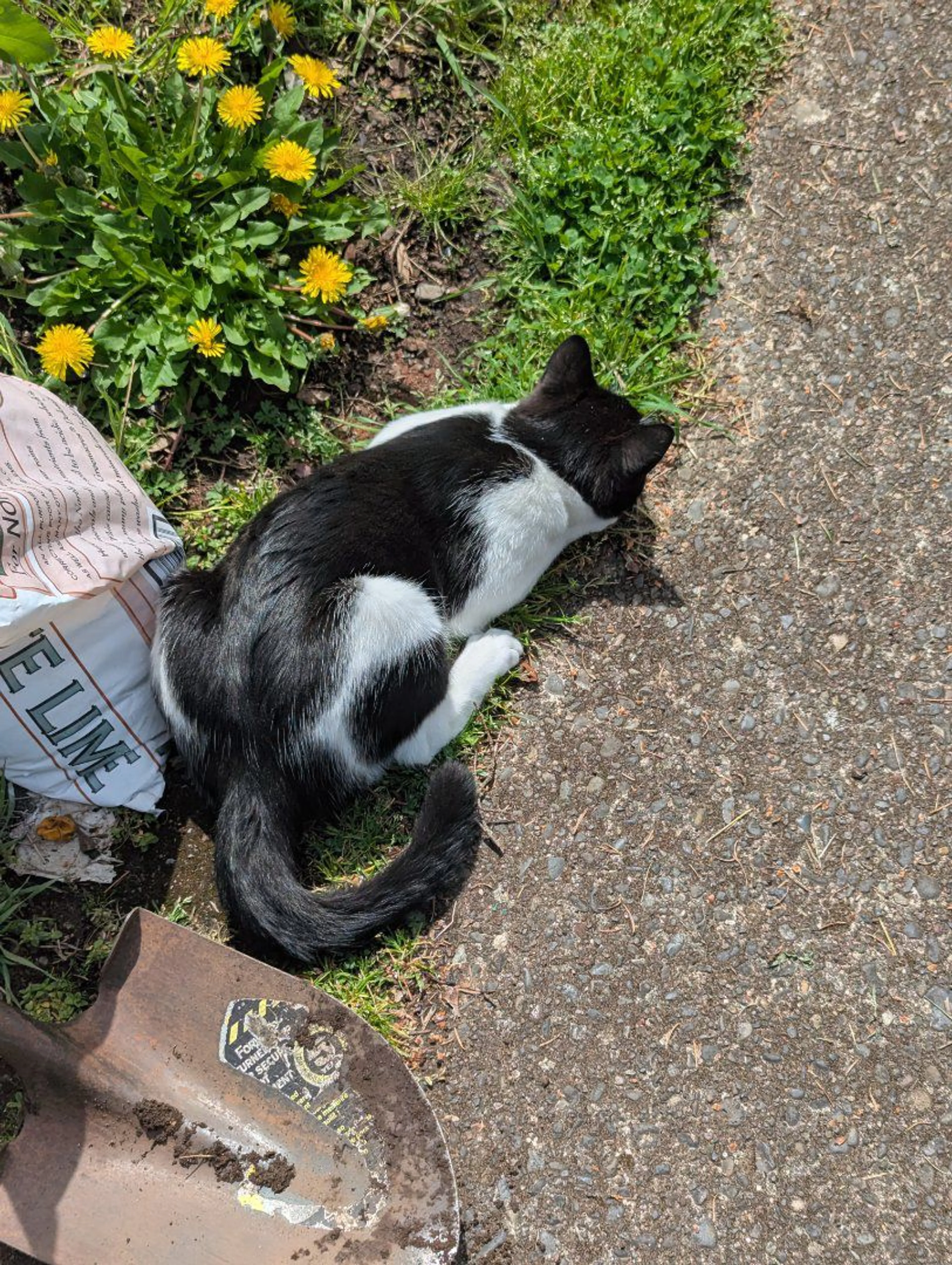 Lost pet-0