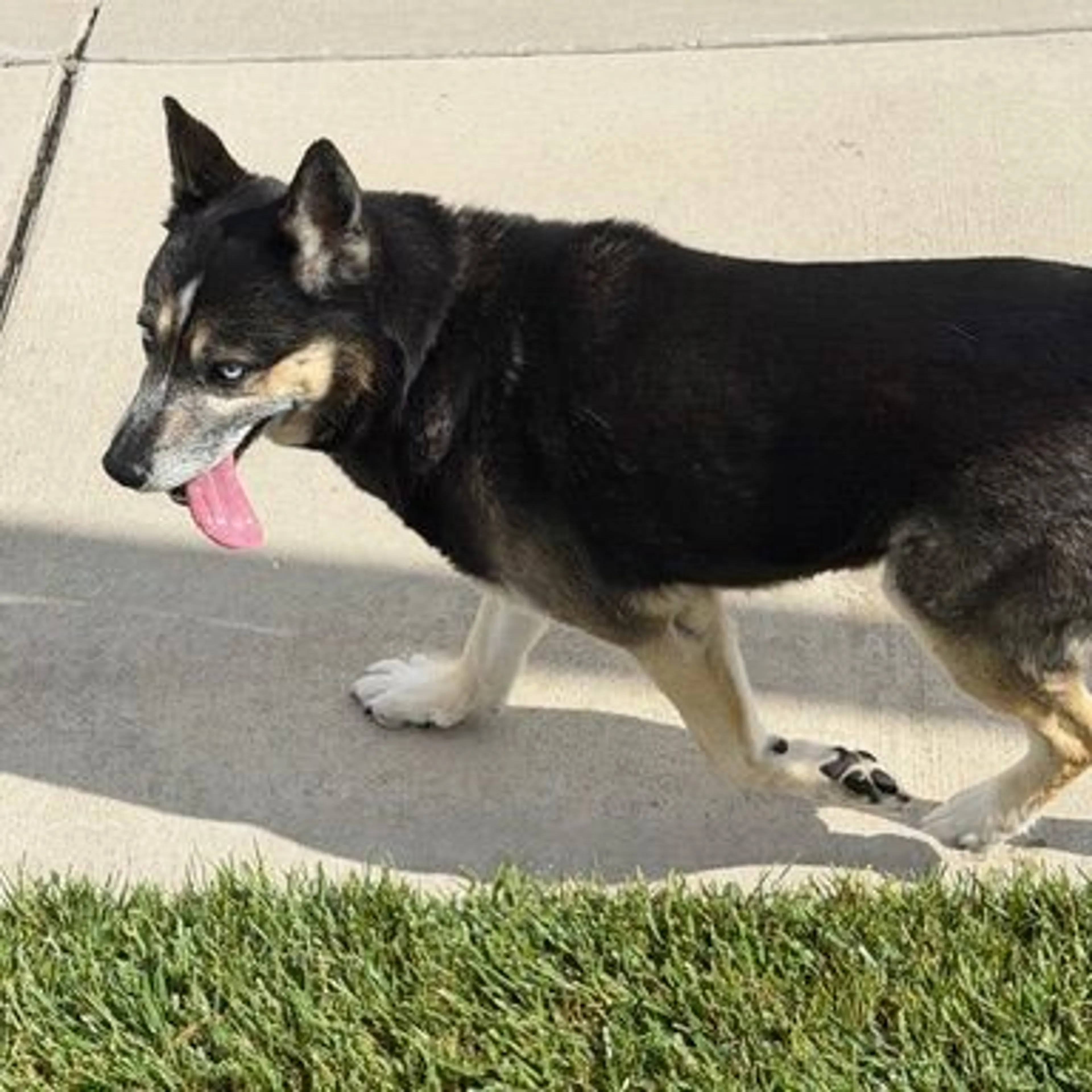 Found pet