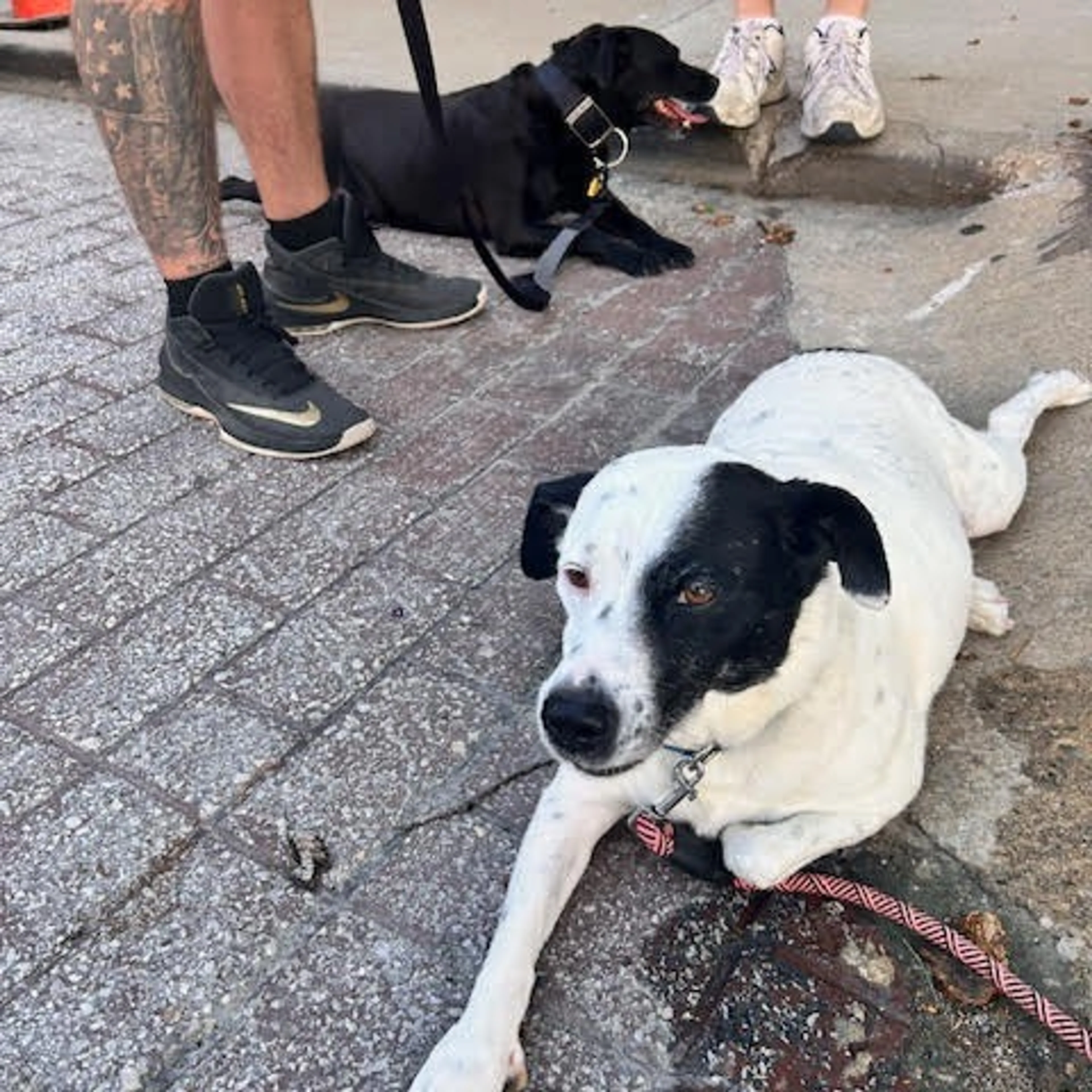 Found pet-3