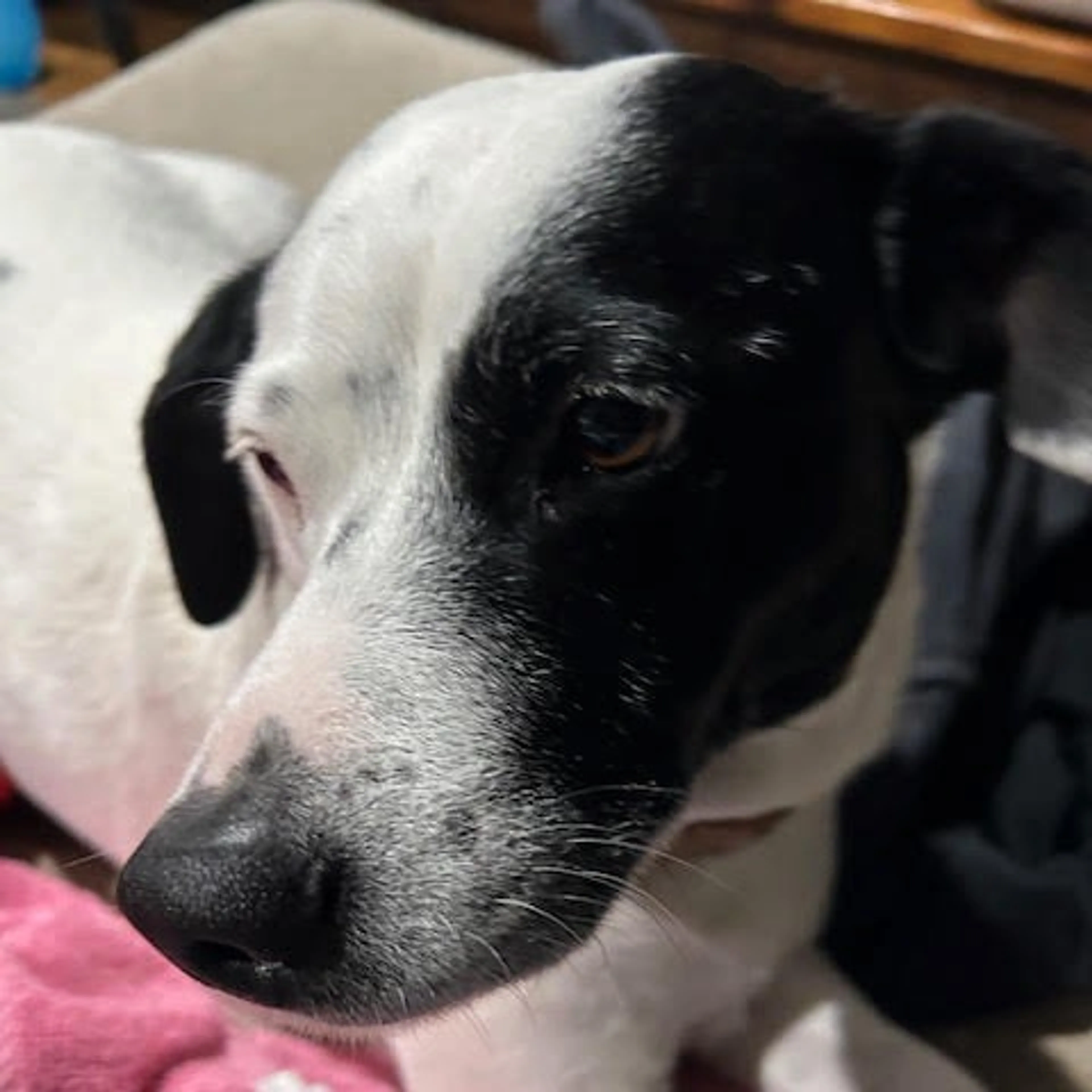 Found pet-4