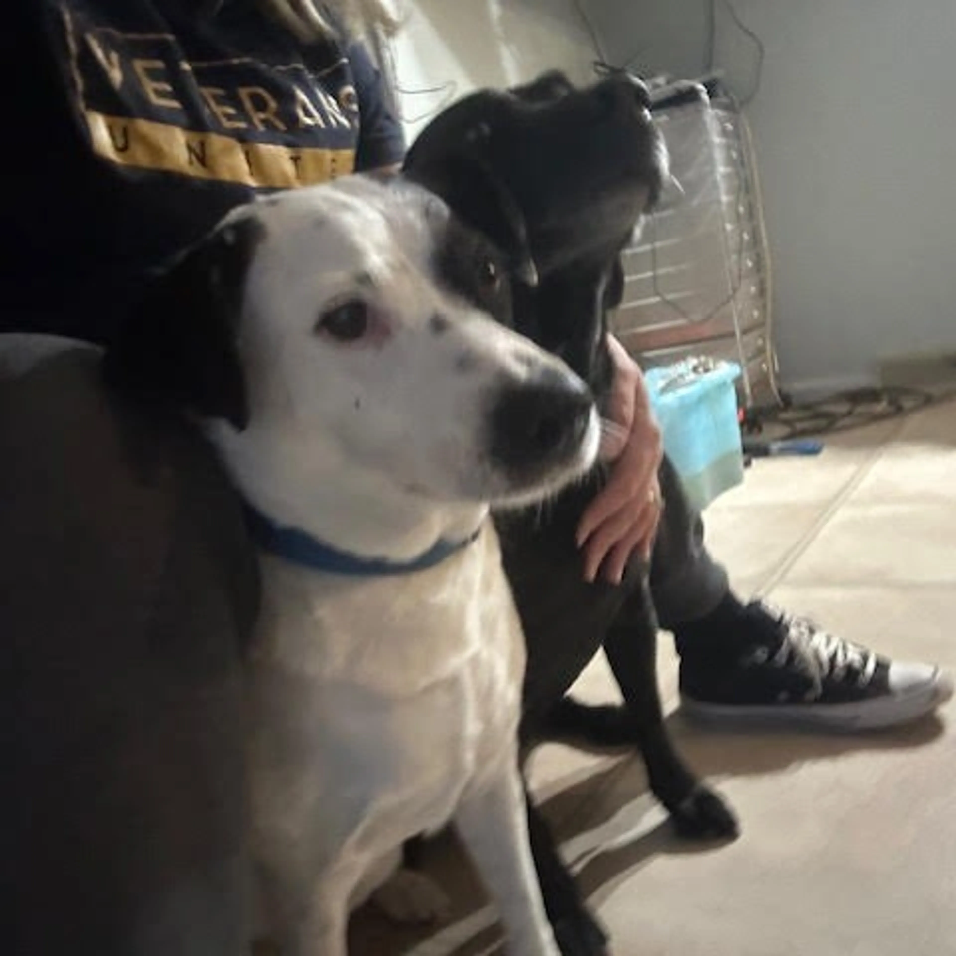Found pet-2