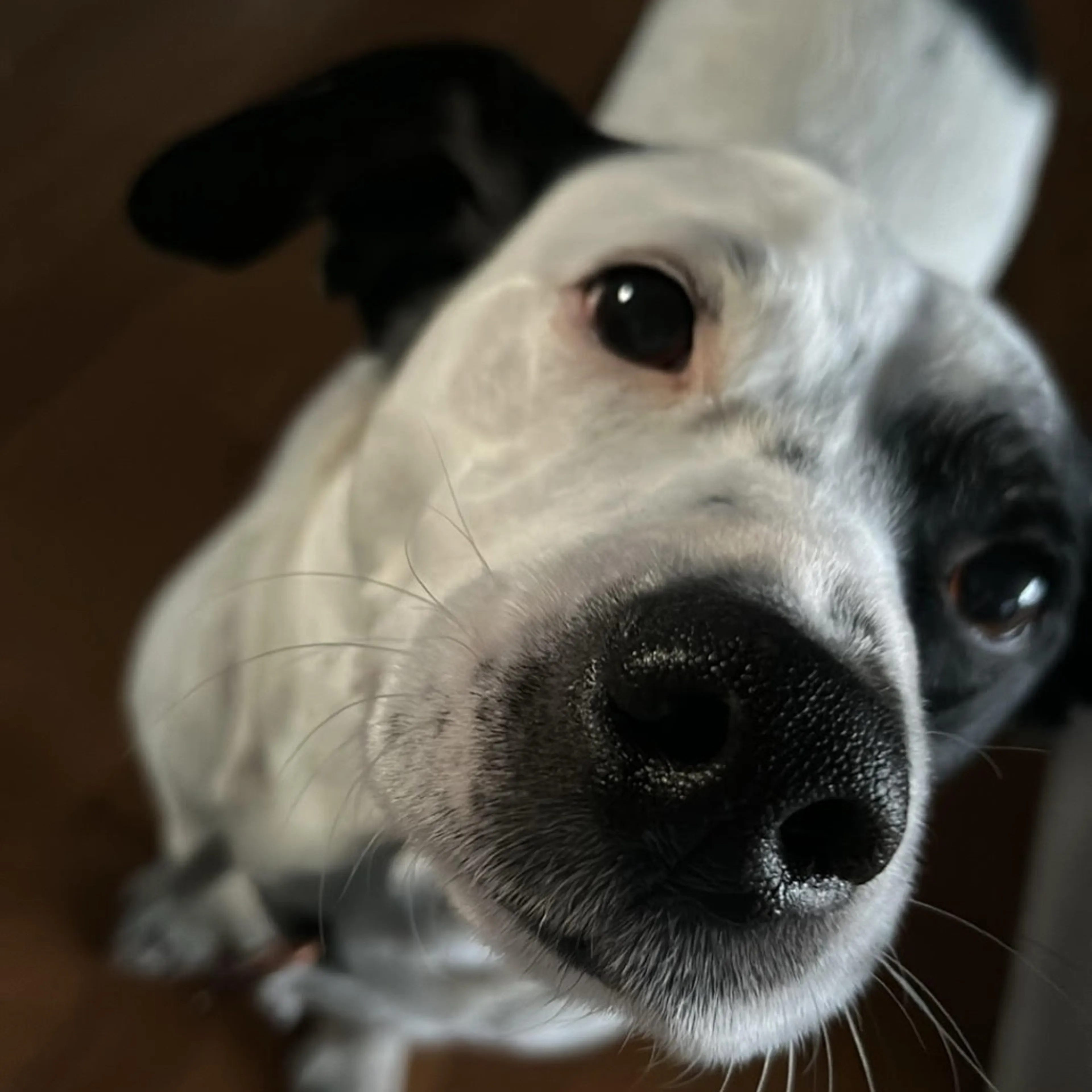 Found pet-0