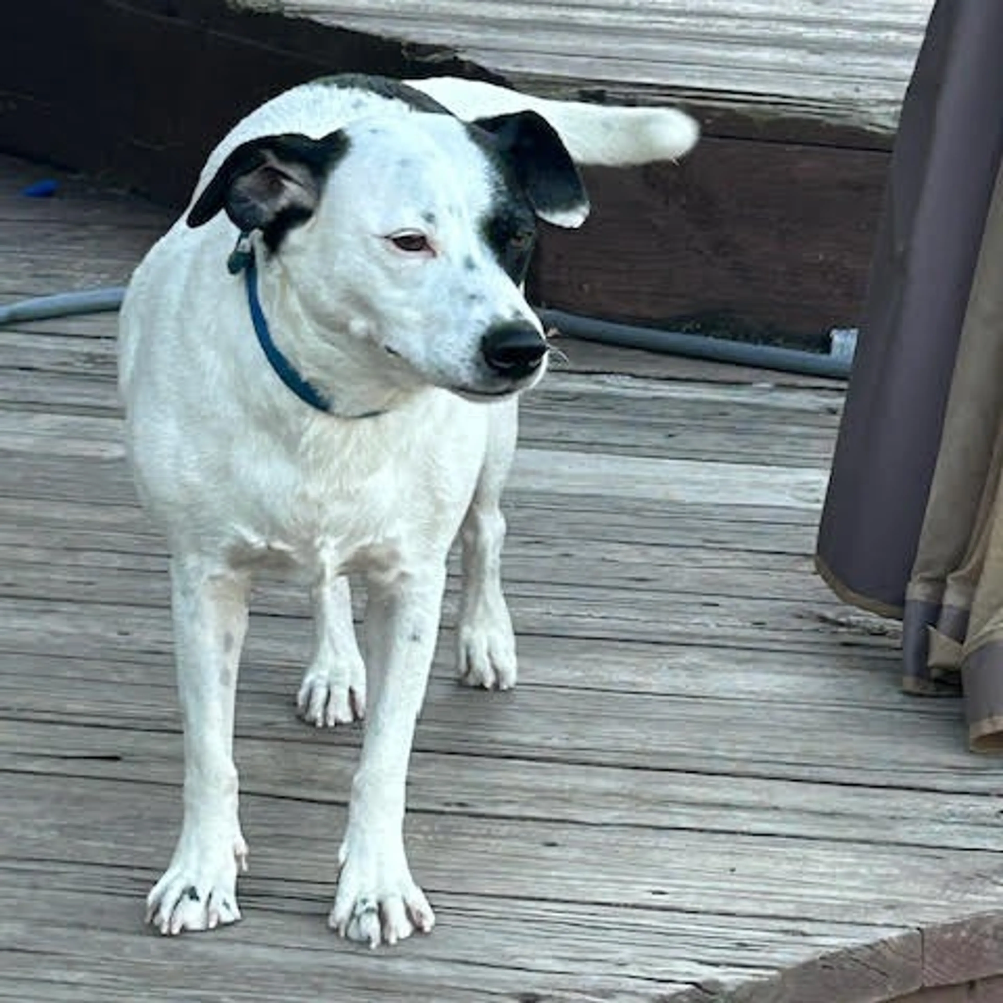 Found pet-5