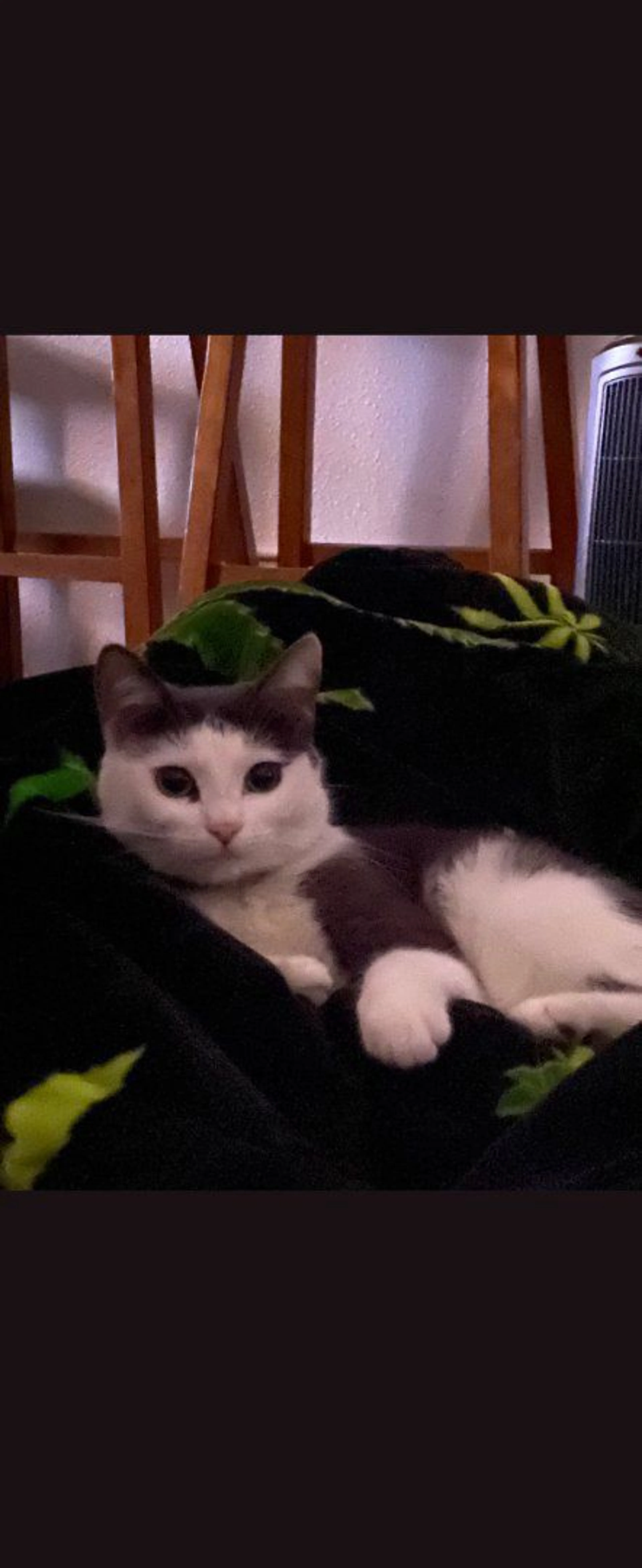 Lost pet