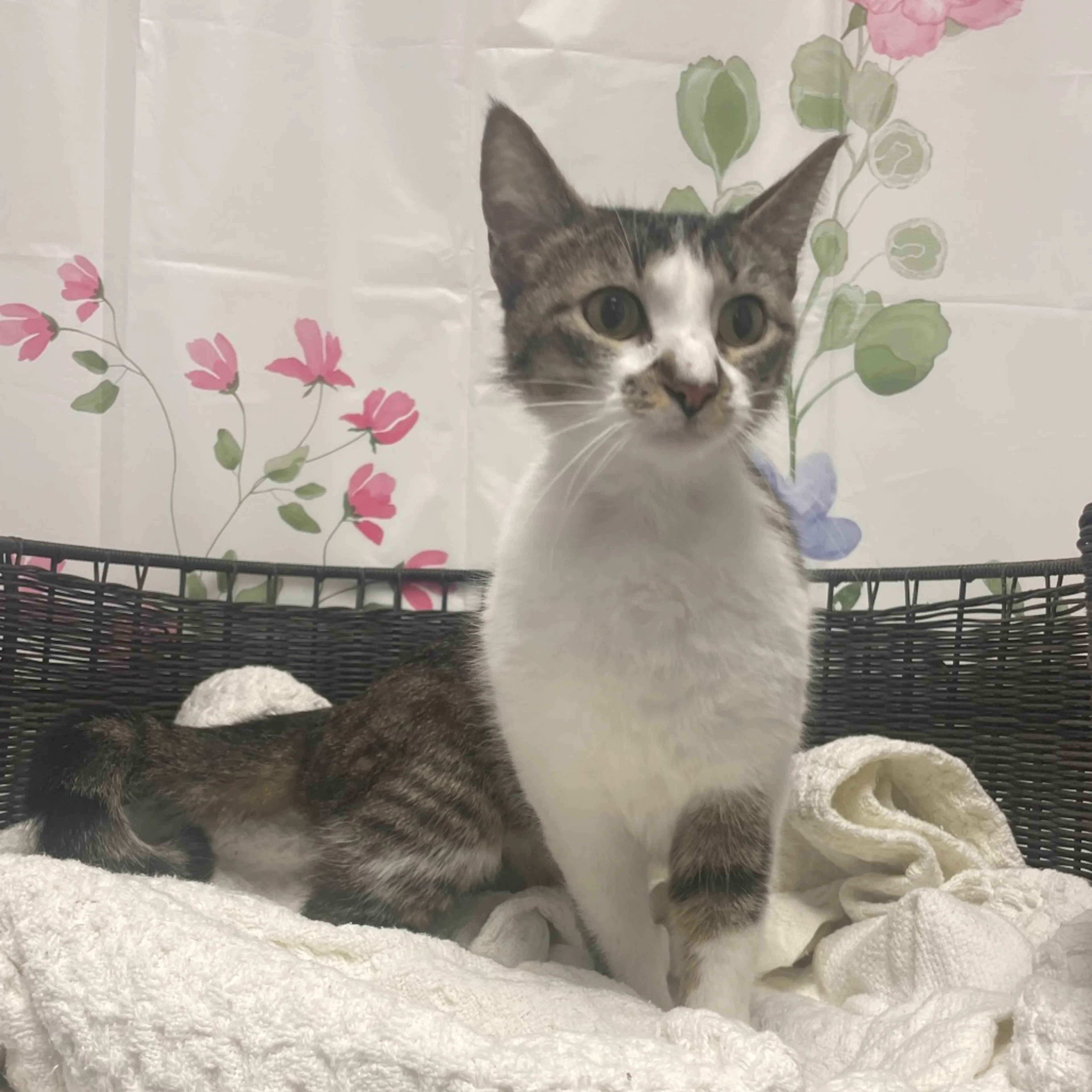 Found pet-1